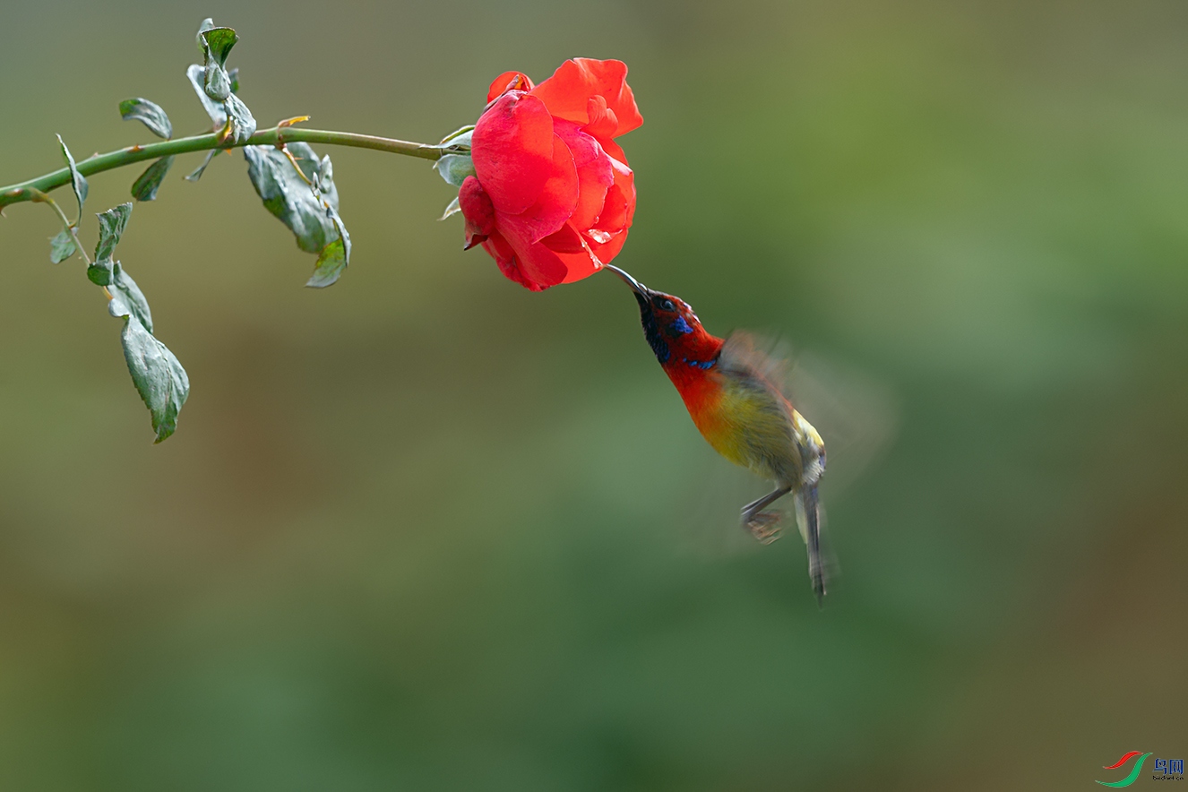 DSC_6273_DxOa.jpg