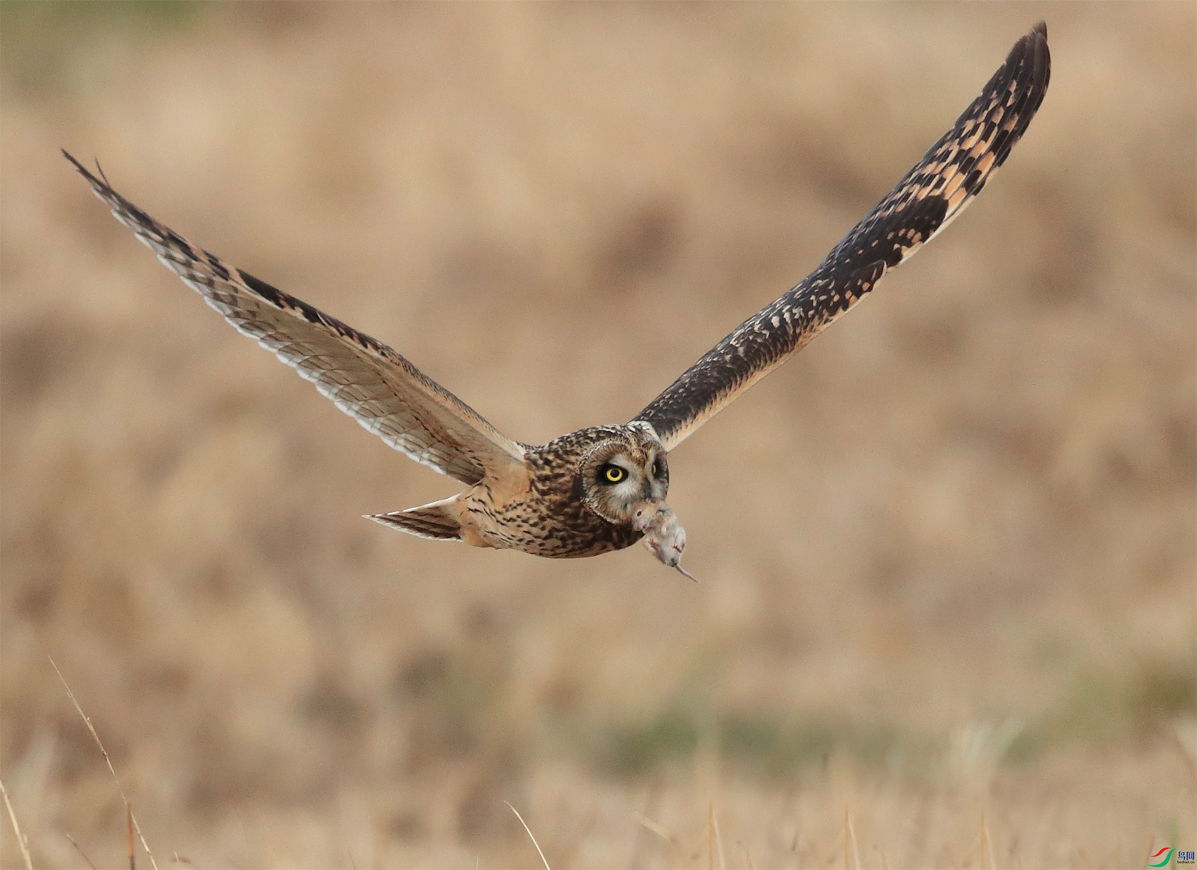 41 - ���� (3).JPG