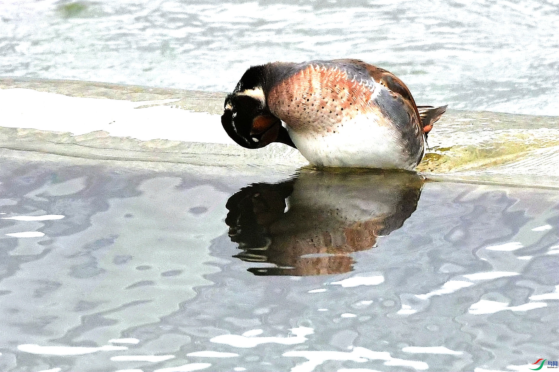 DSC_7250_����.jpg
