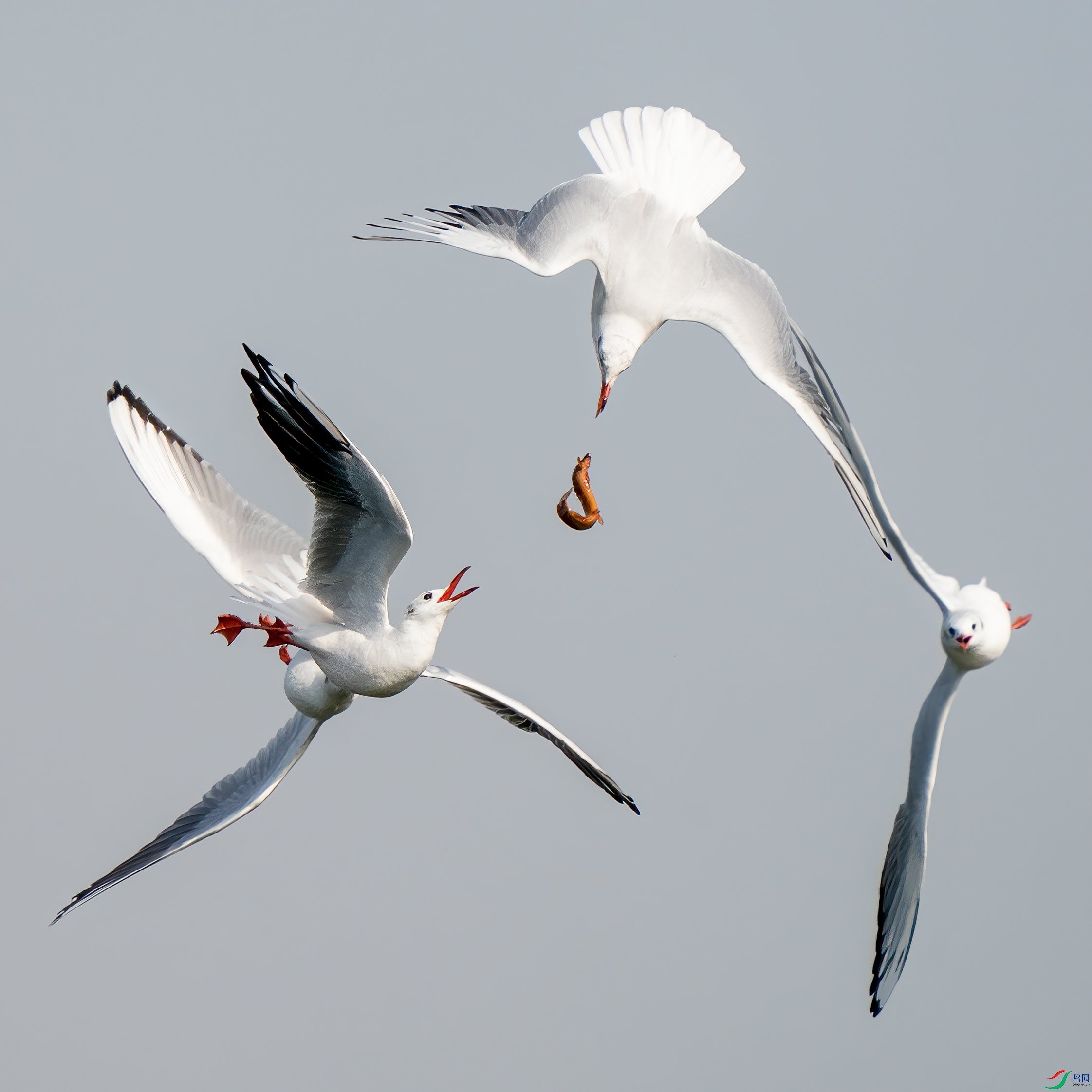 DSC02154.jpg