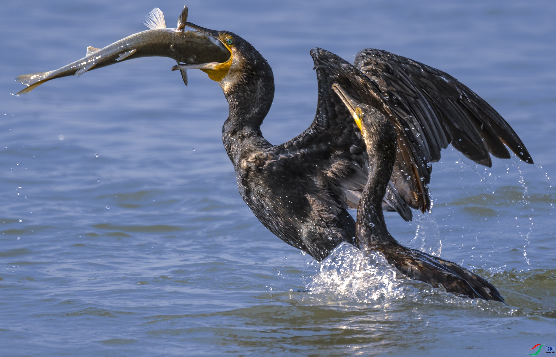 DSC_1513 ����1 ����.jpg