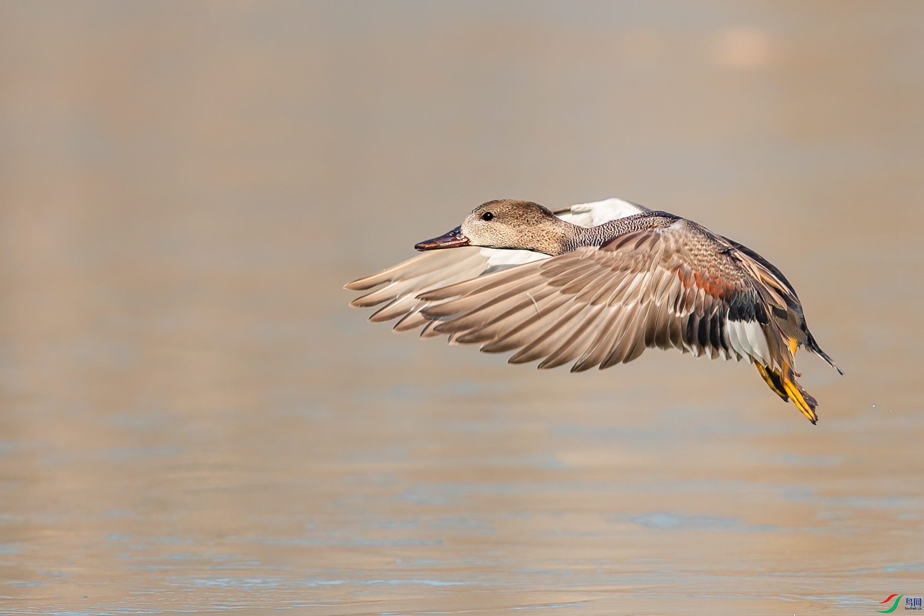 AQ4P6224-1.jpg