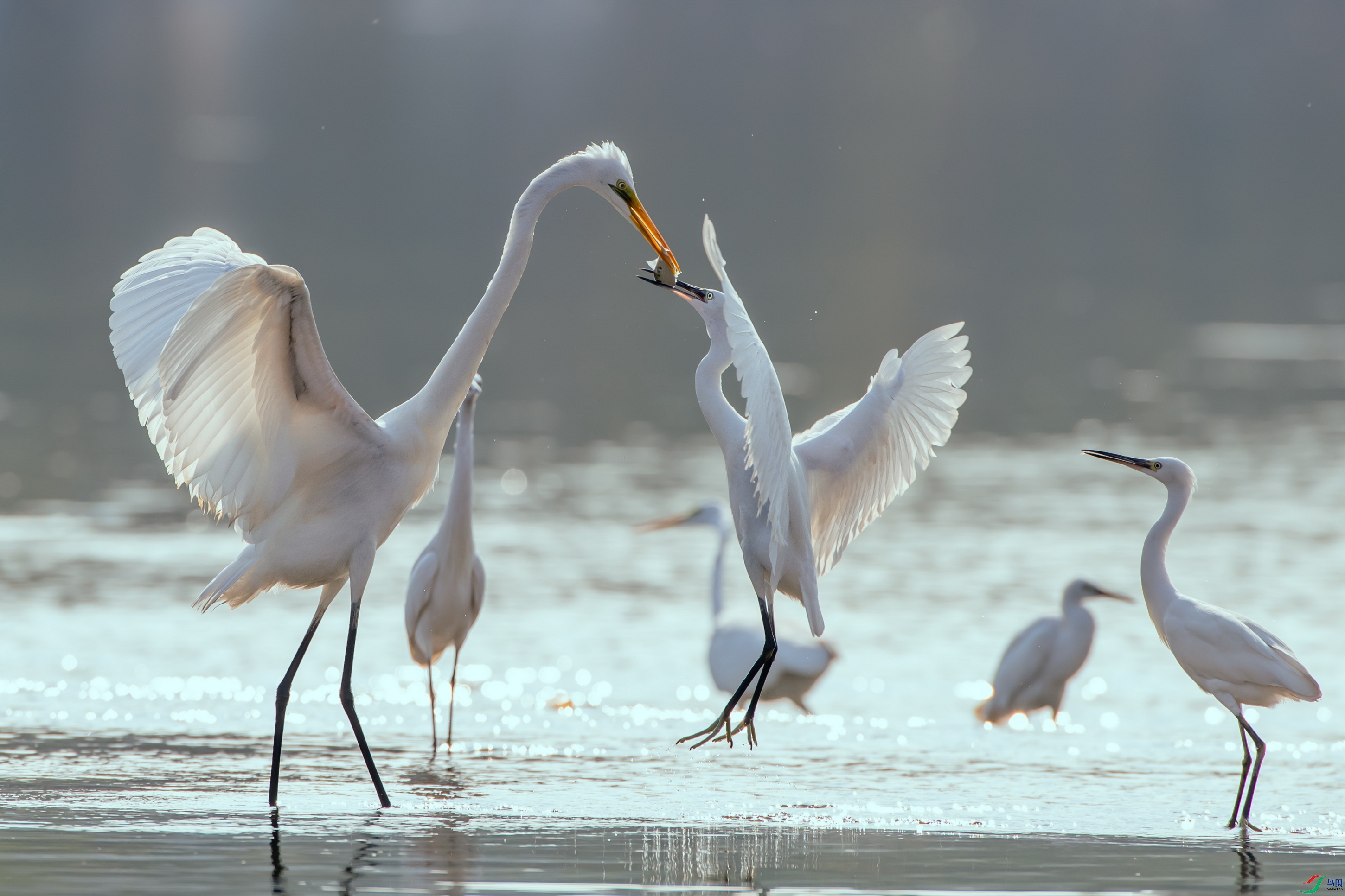 DSC_2813-1.jpg