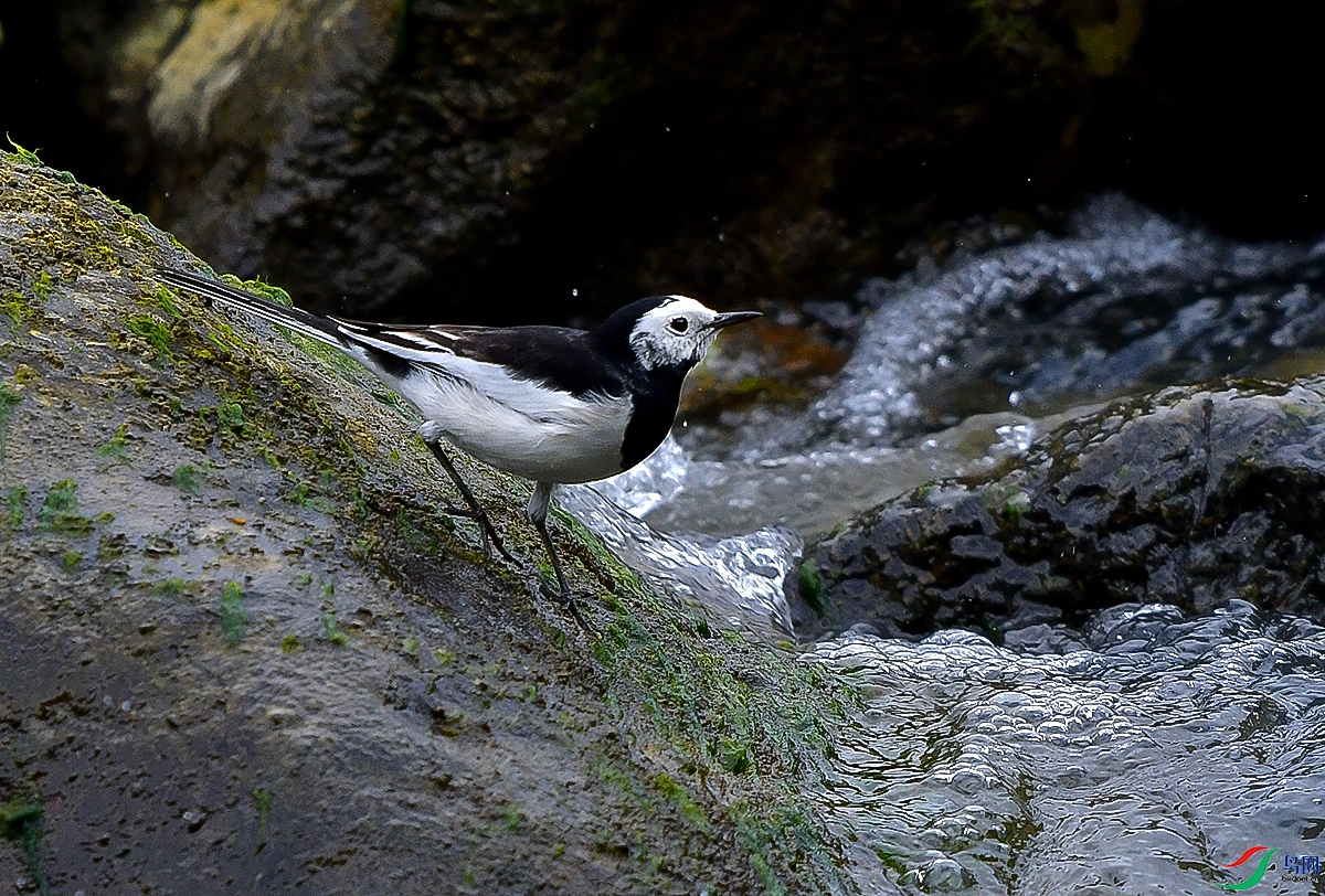 DSC_0743.JPG