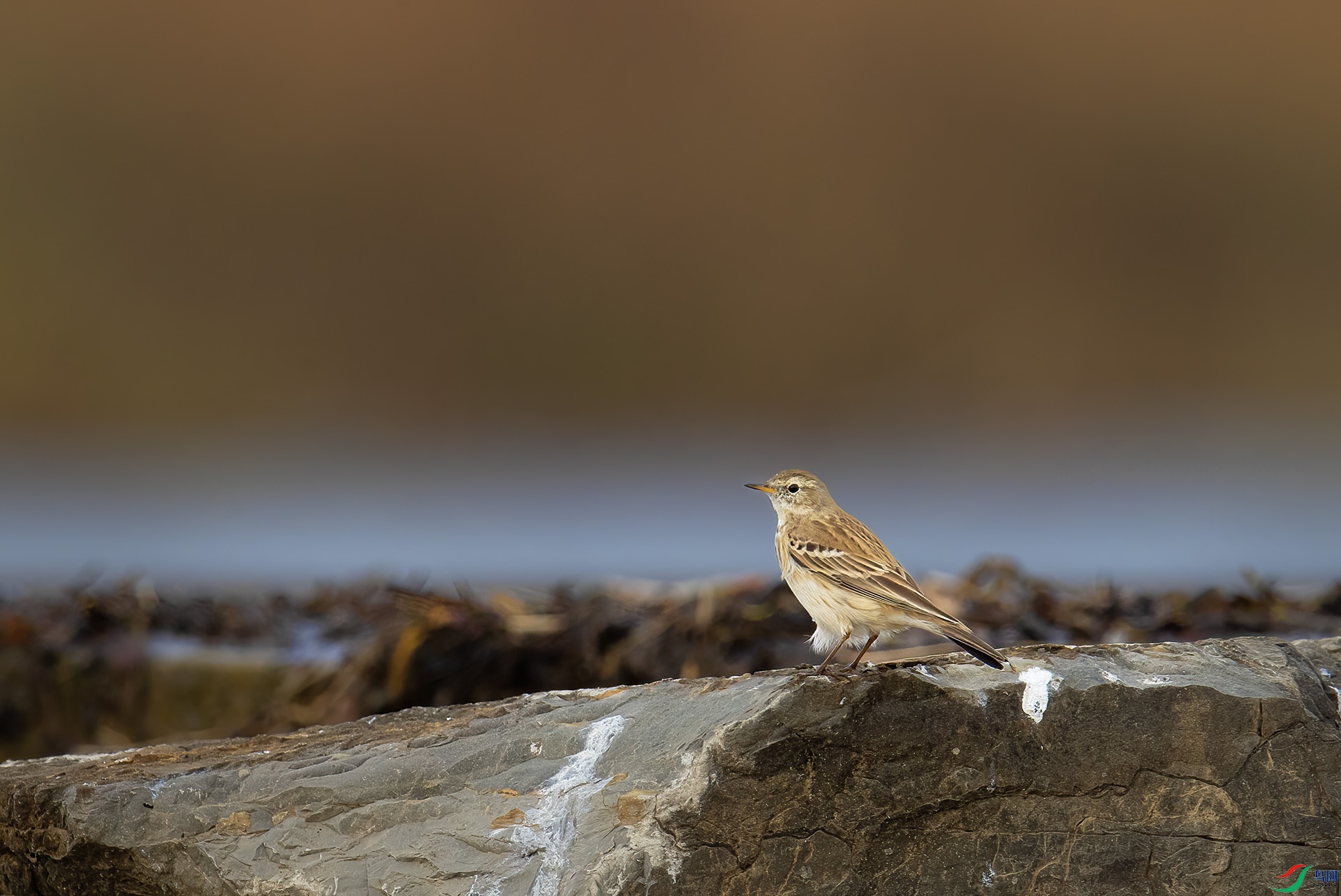 DSC_4751 -1.jpg