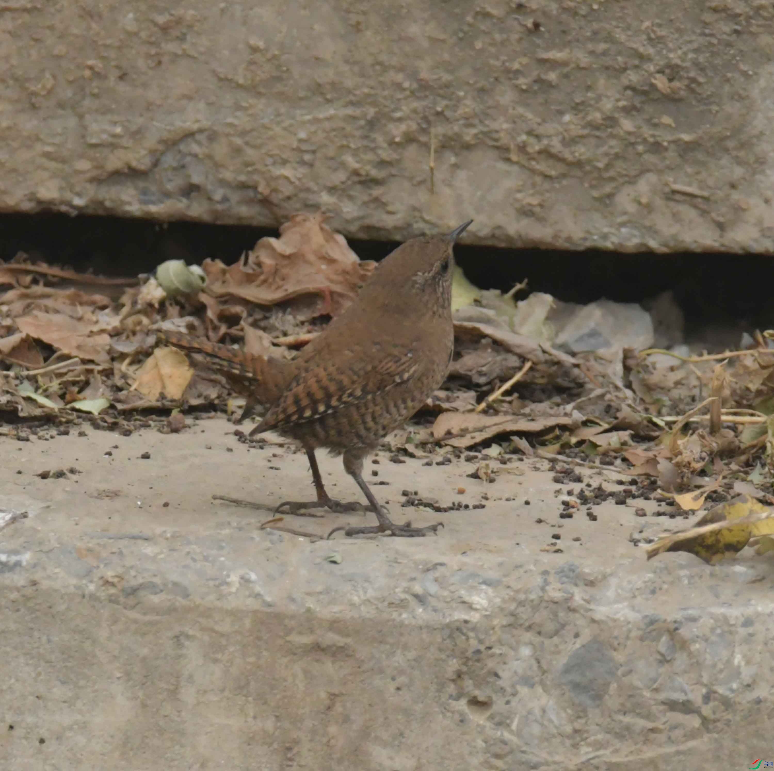 DSC_1291.JPG