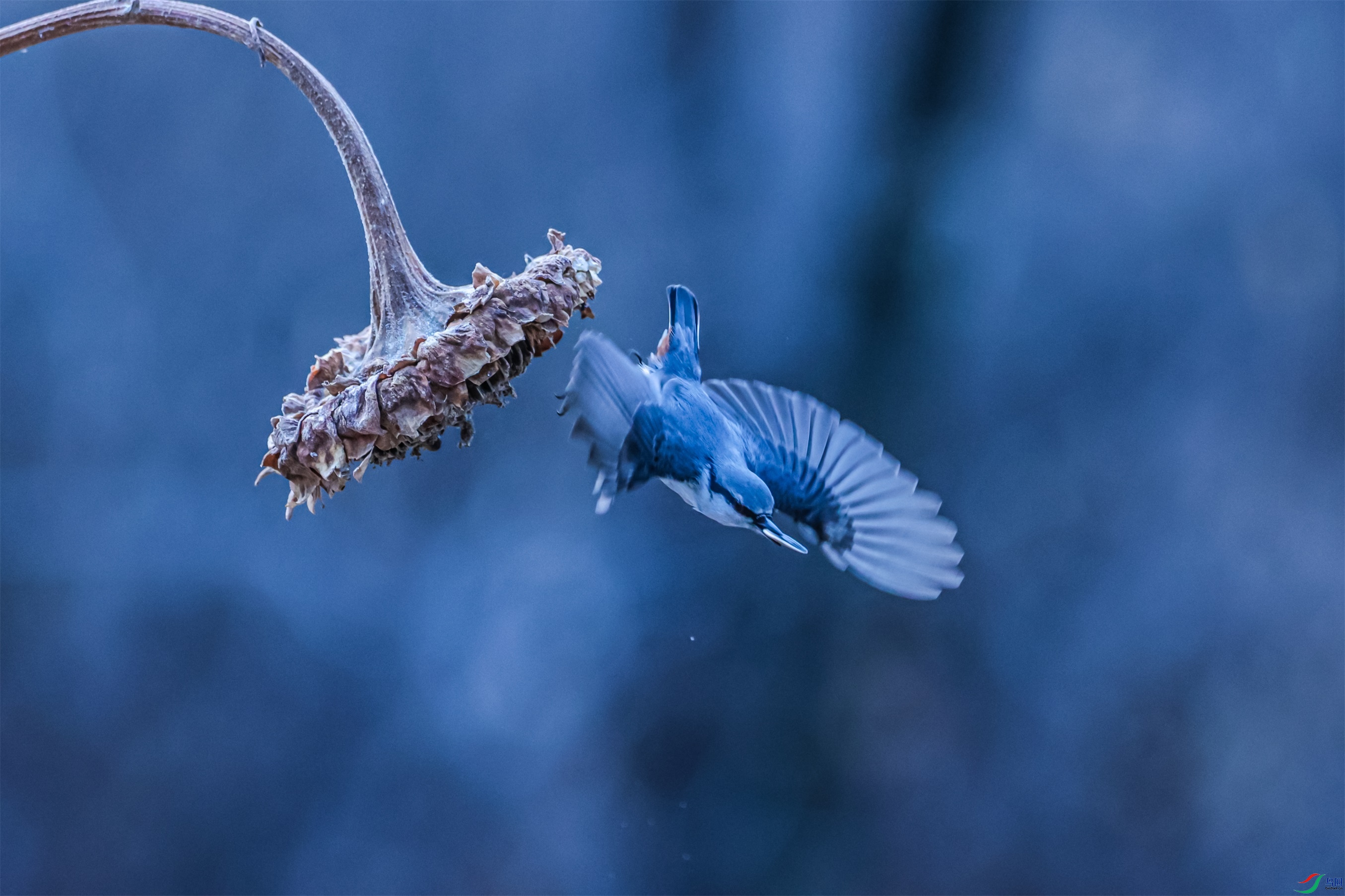 1K3A8304 ����1.jpg