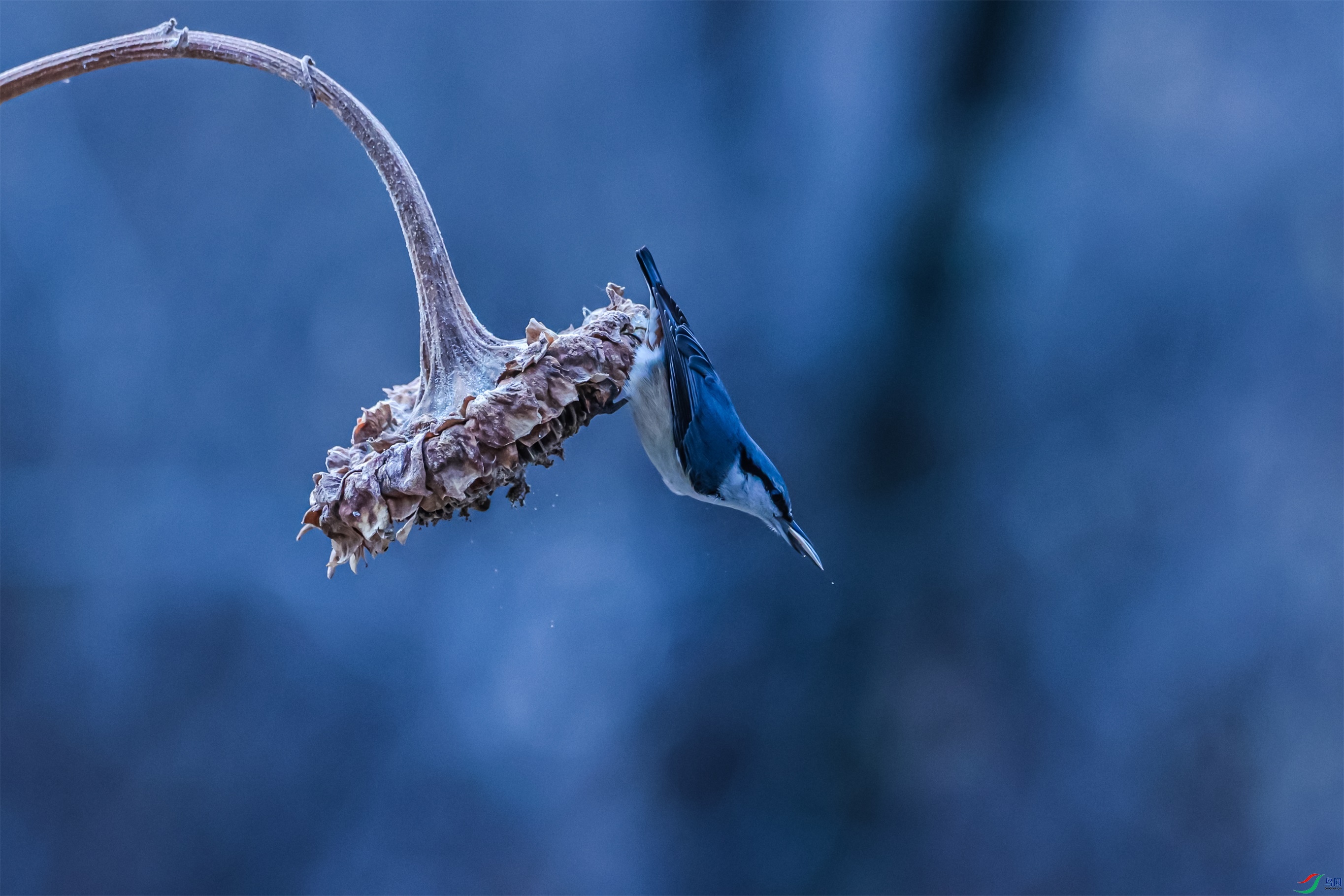 1K3A8301 ����1.jpg