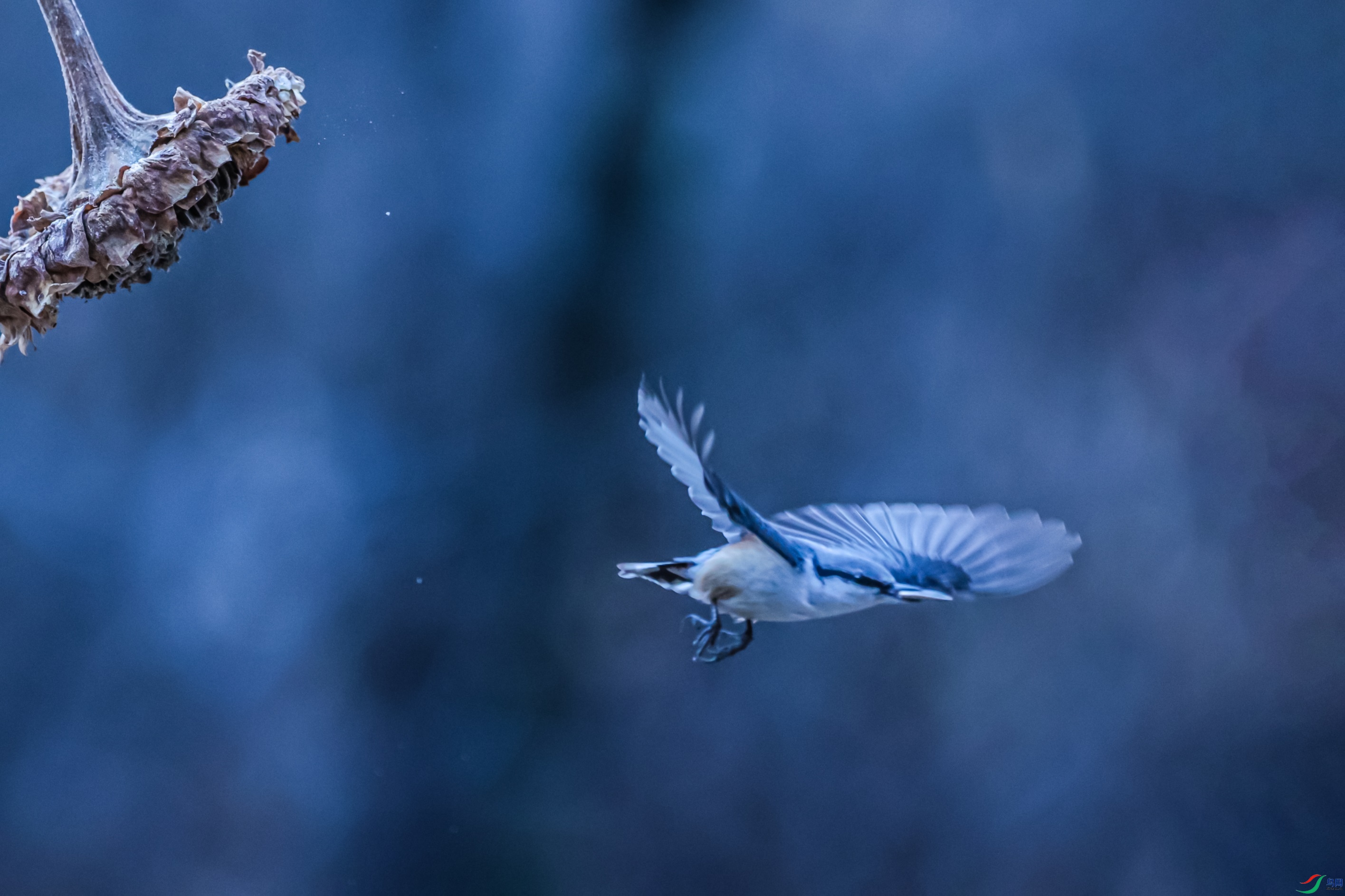 1K3A8305 ����1.jpg