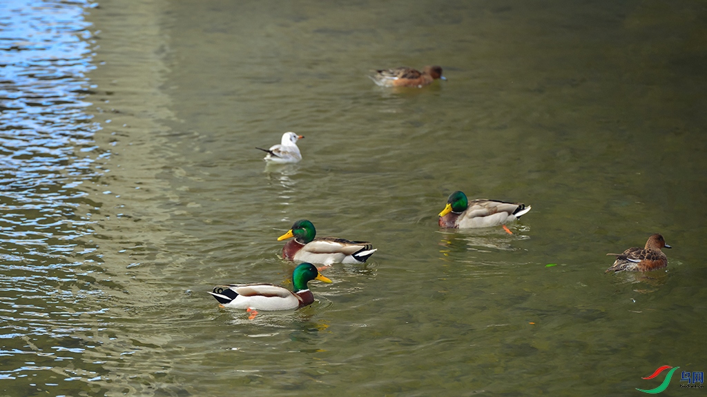 DSC_2957_DxOa.jpg