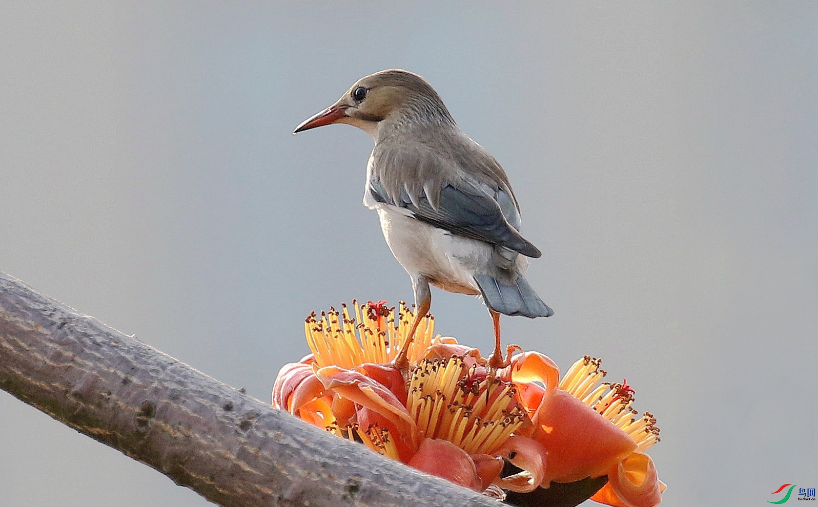 ��ռ����