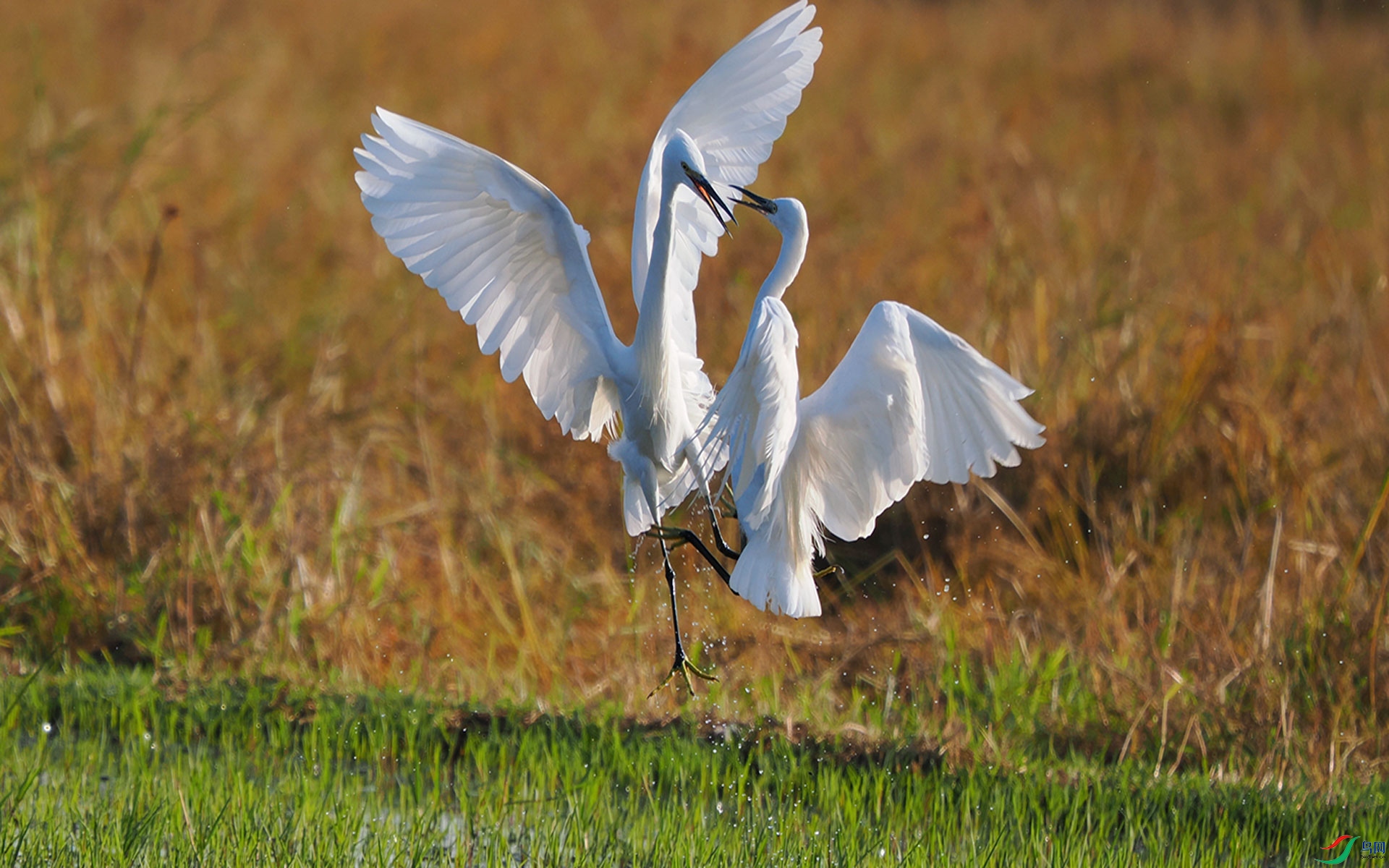 ���ְ�˹OM-1 150-400 f4.5 TC1.25x IS PRO