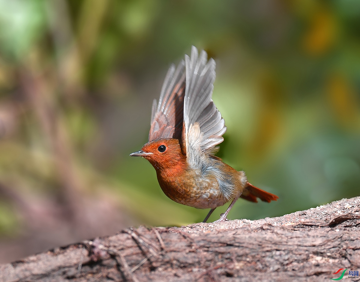 DSC_9479 - ����.JPG