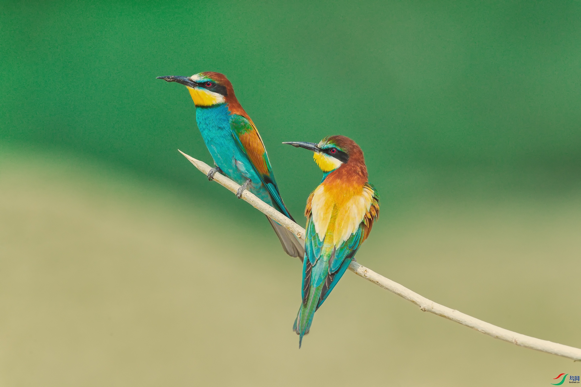 _60I3888 ---1-1096.jpg