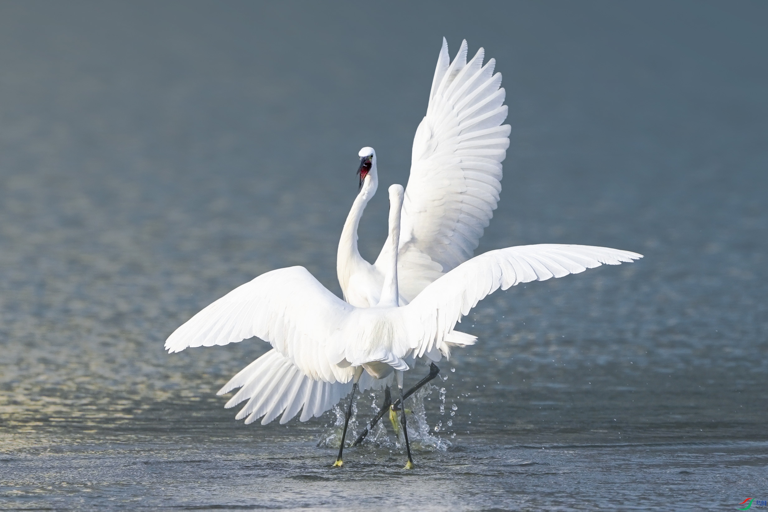 _ZZX4223 ����.jpg