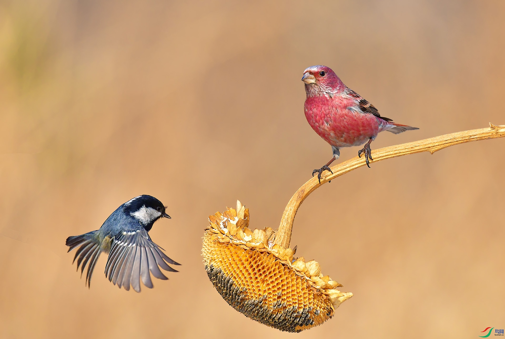 DSC_4220 -1.jpg