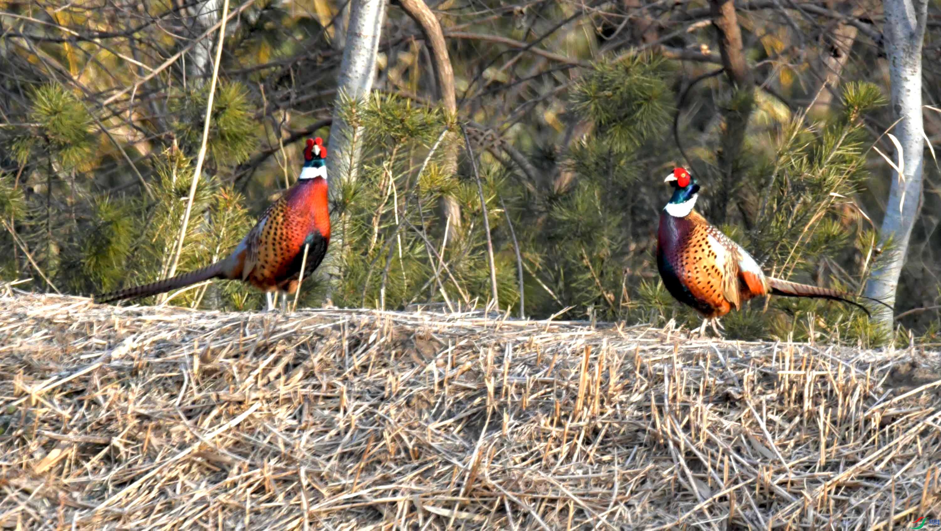 DSC_0091.JPG