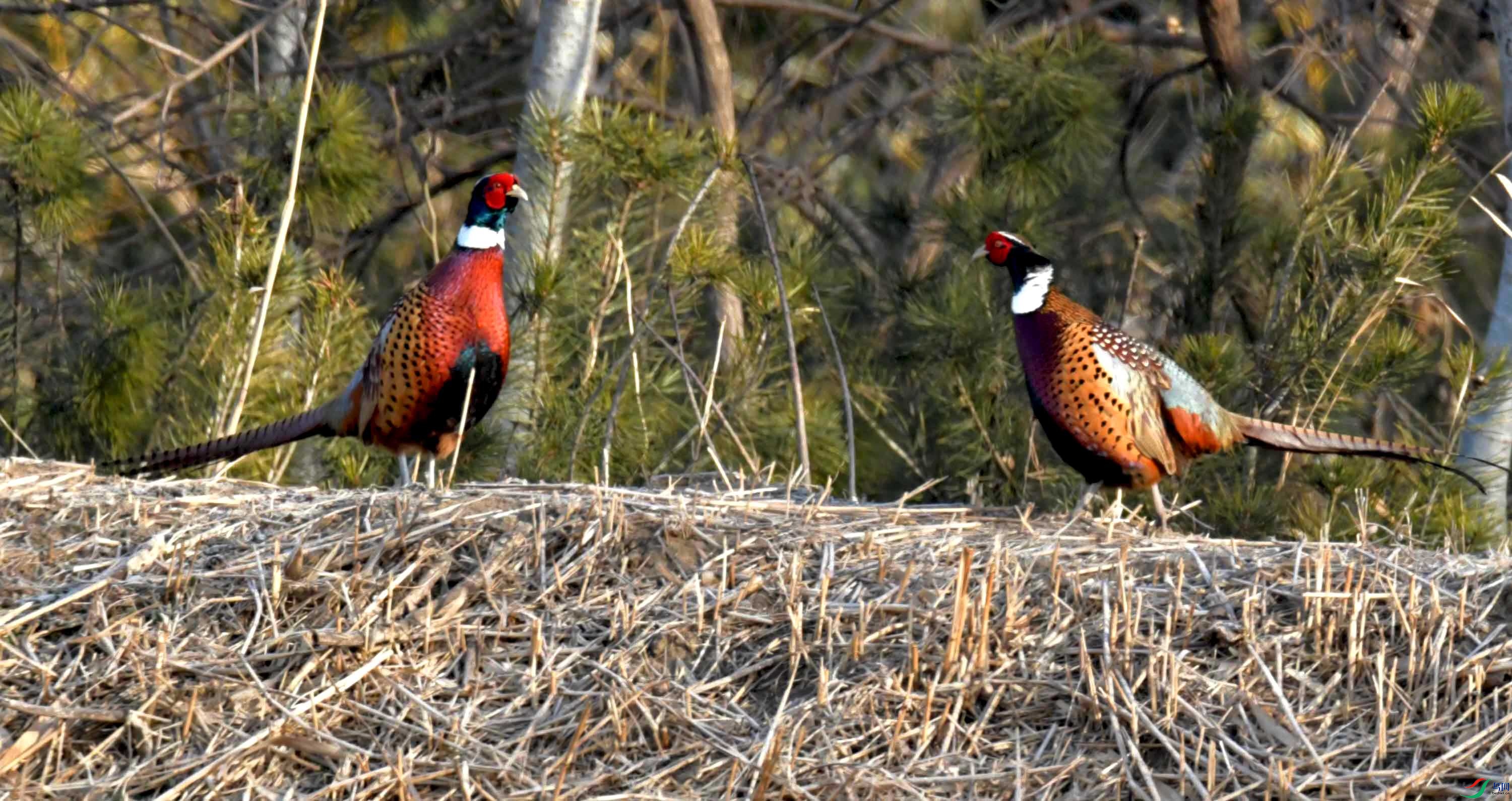 DSC_0093.JPG