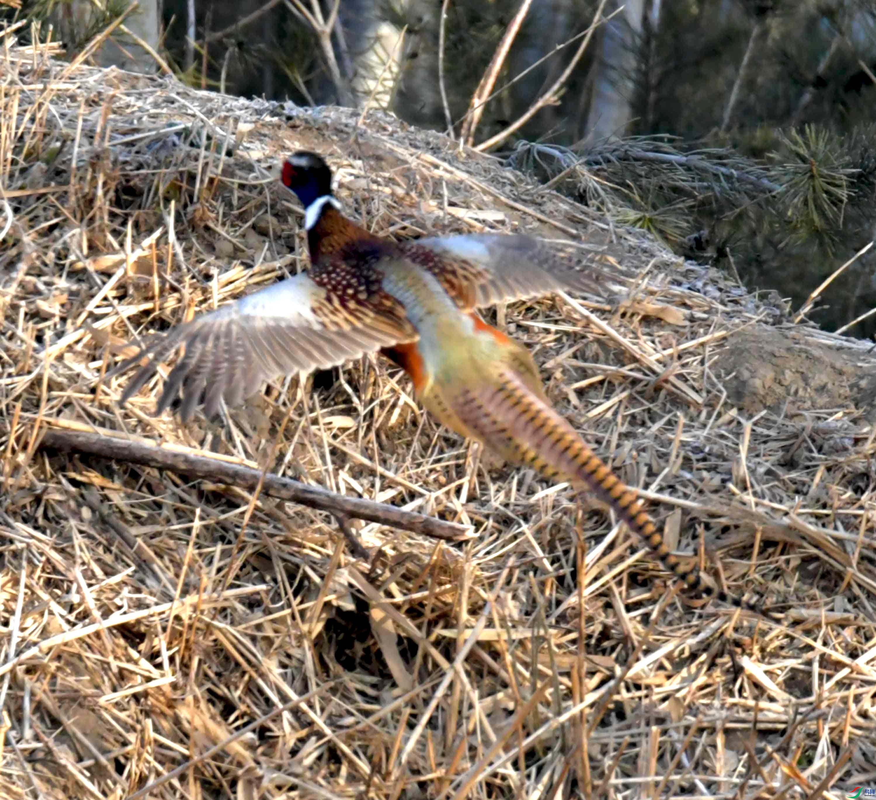 DSC_9973.JPG