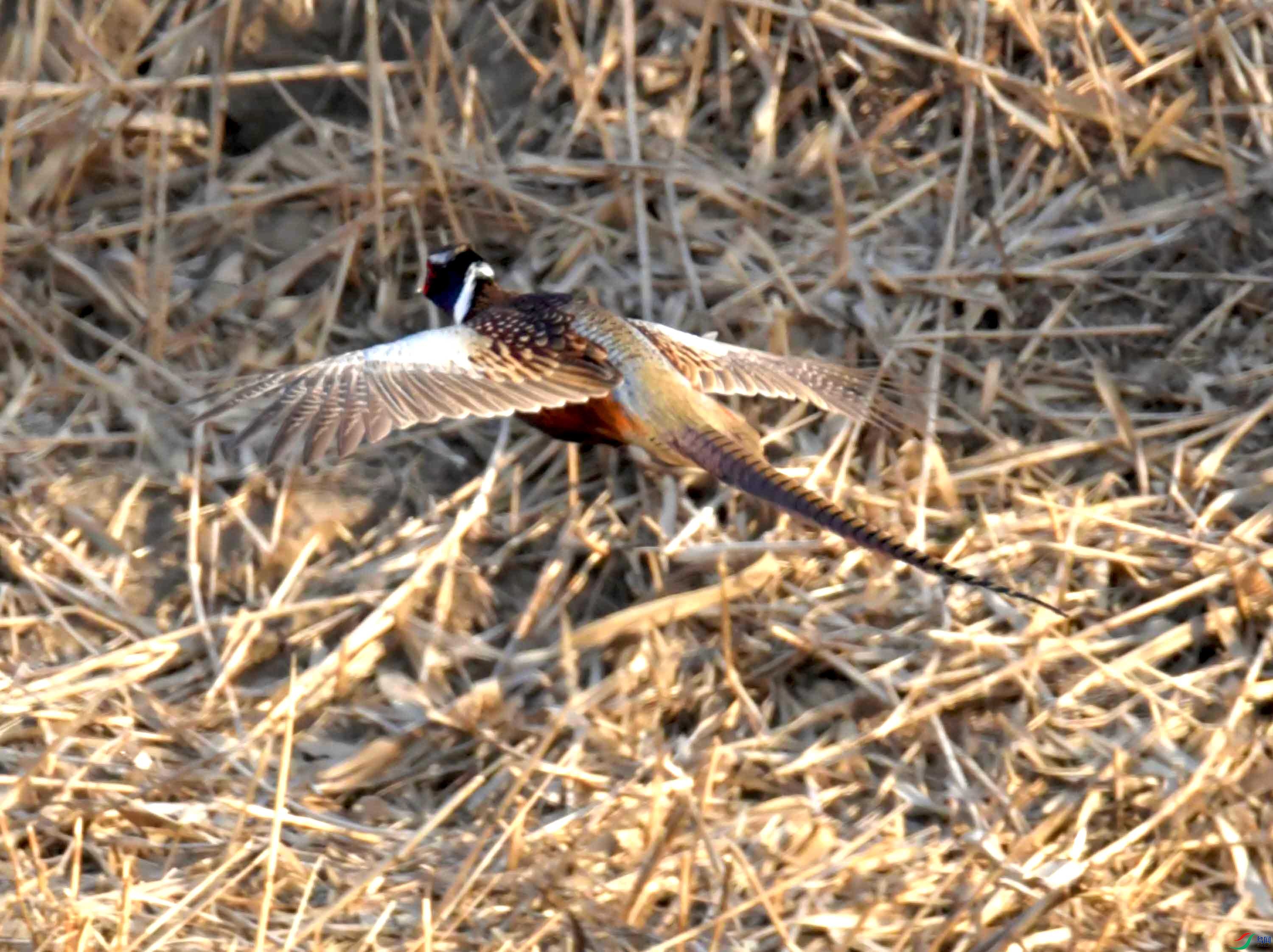 DSC_9971.JPG