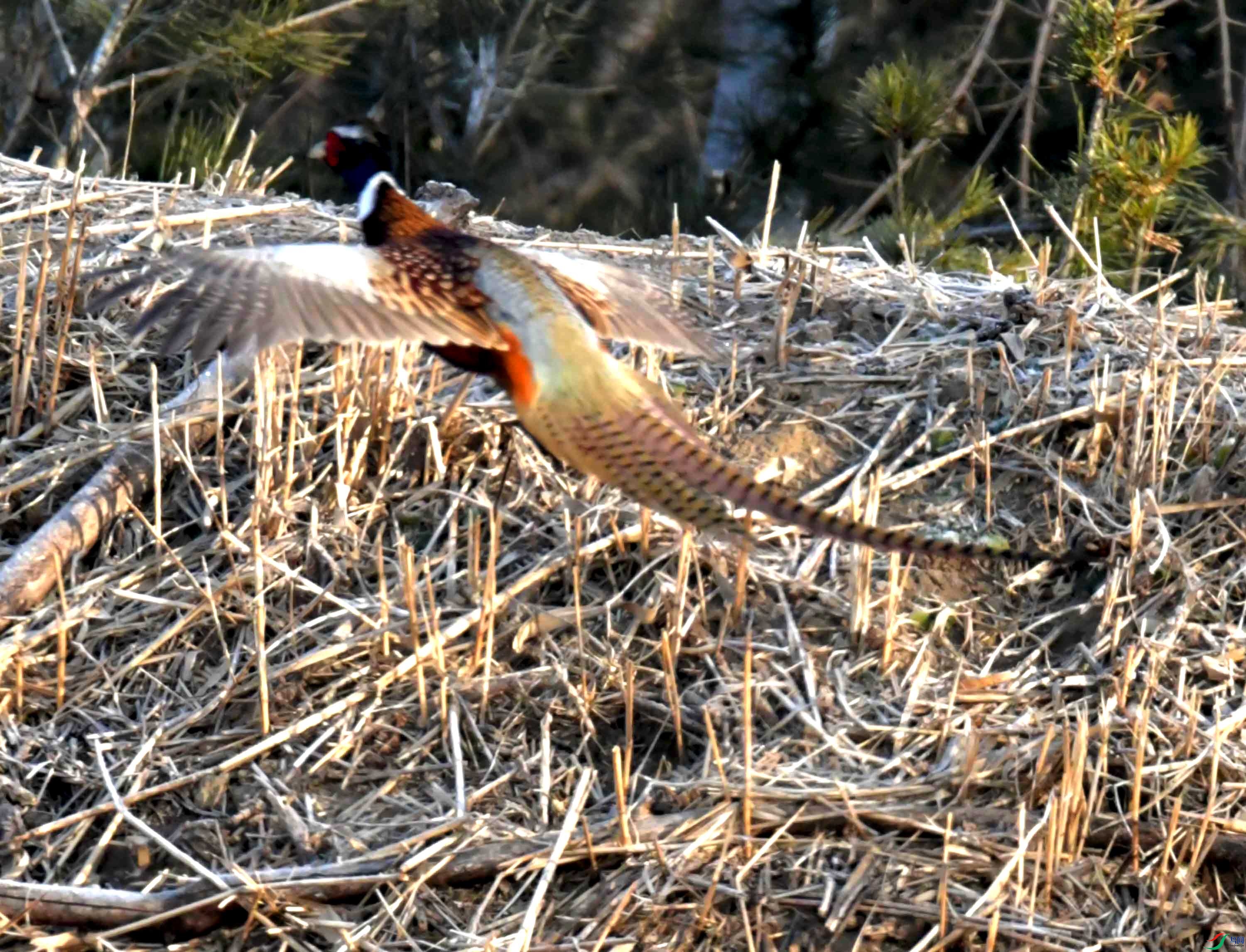 DSC_9974.JPG