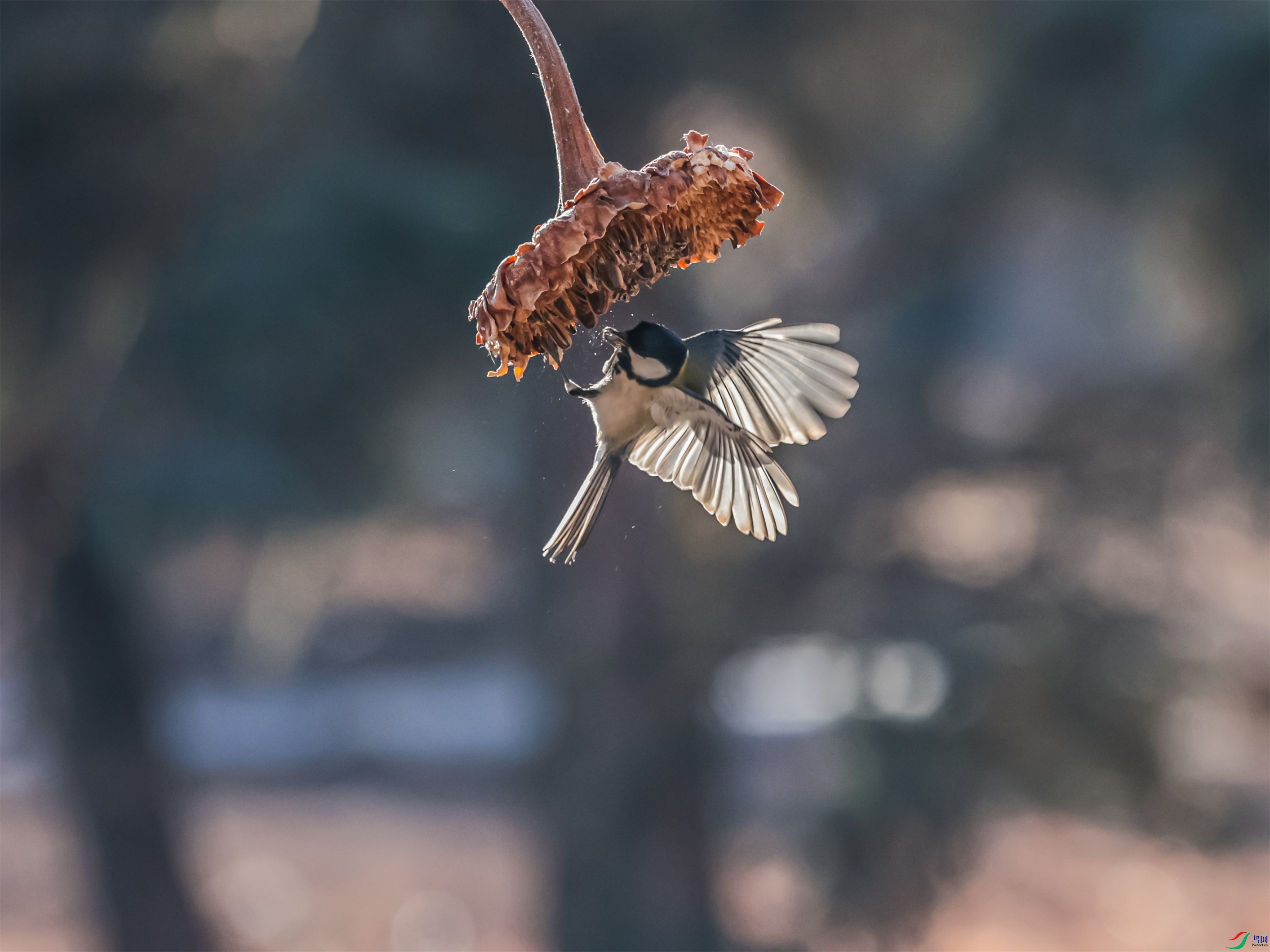 1K3A0526 ����1.jpg