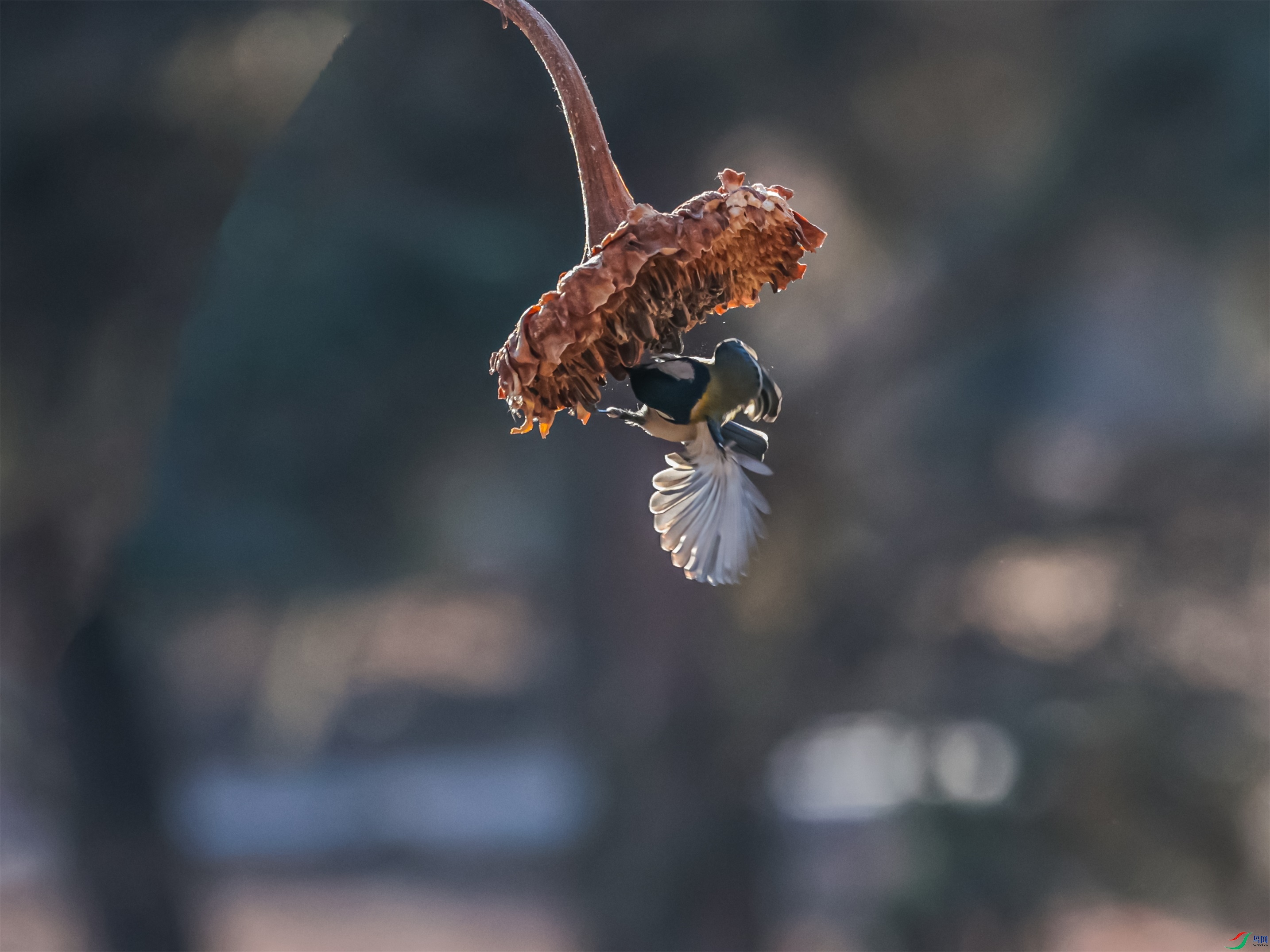 1K3A0525 ����1.jpg