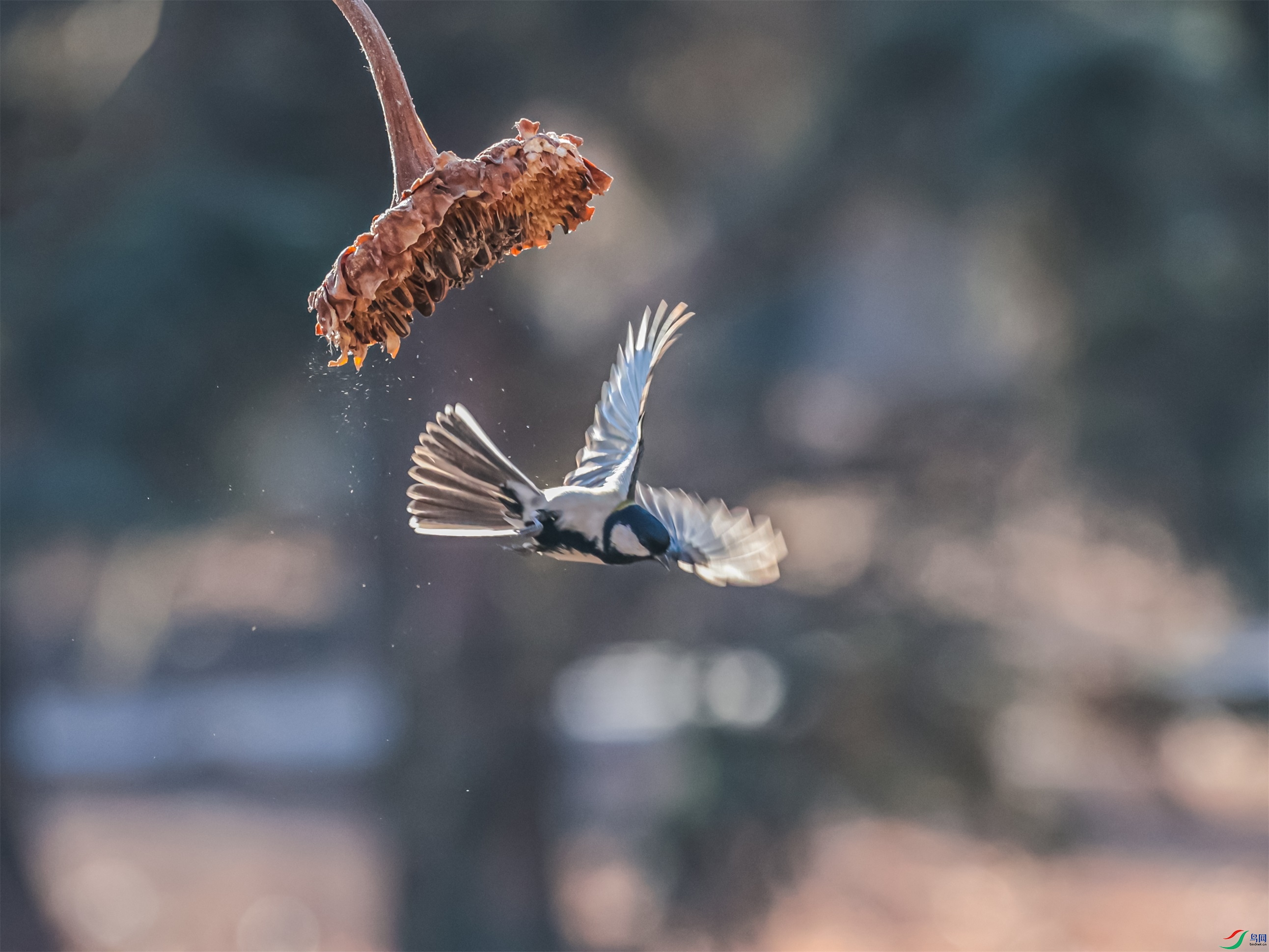 1K3A0527 ����1.jpg