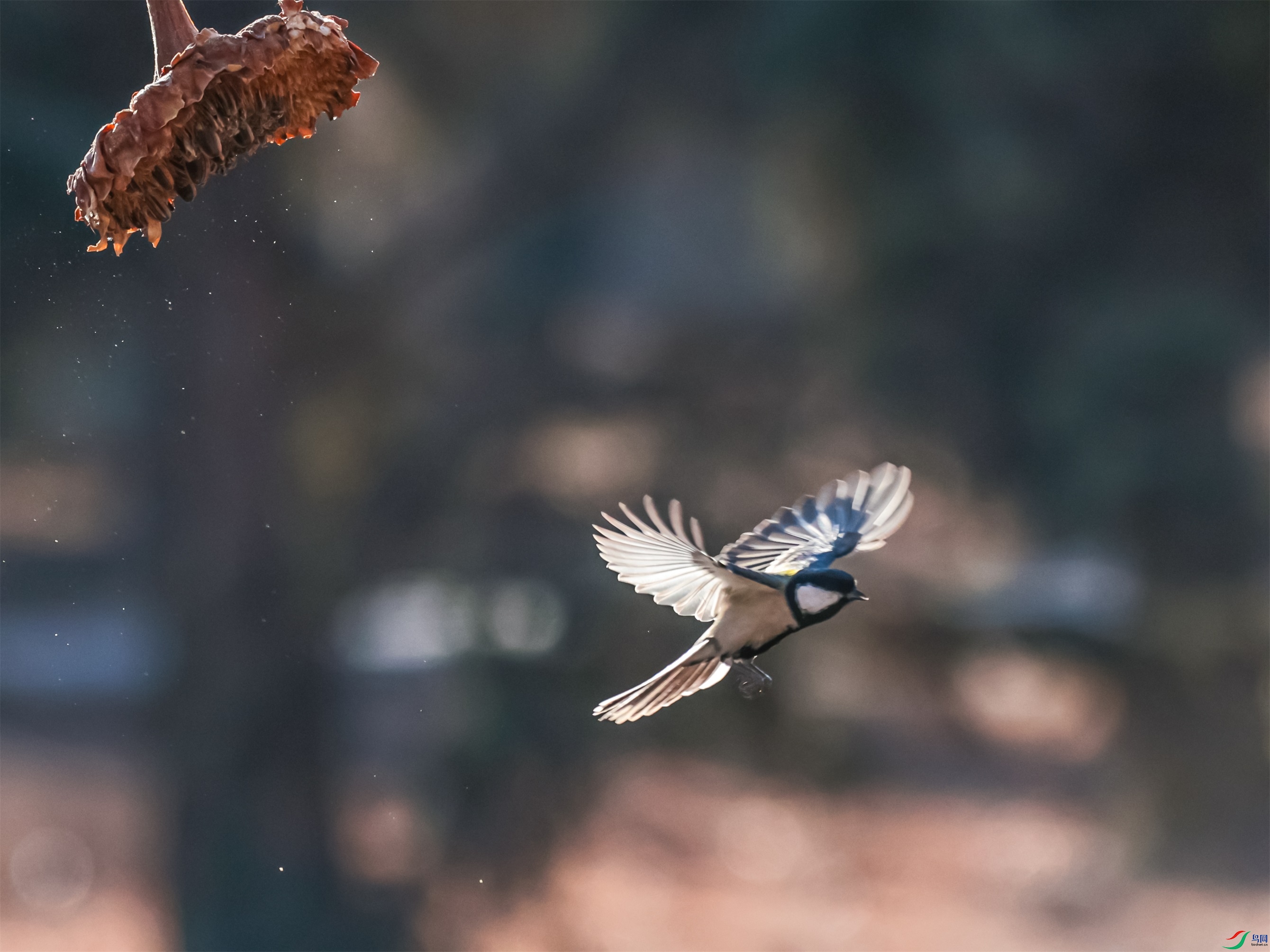 1K3A0528 ����1.jpg