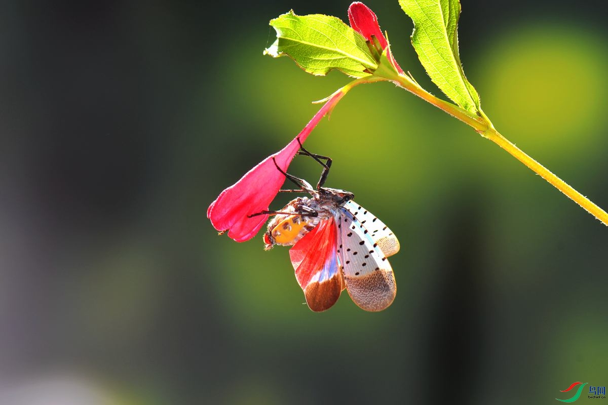 DSC_6587_����.jpg
