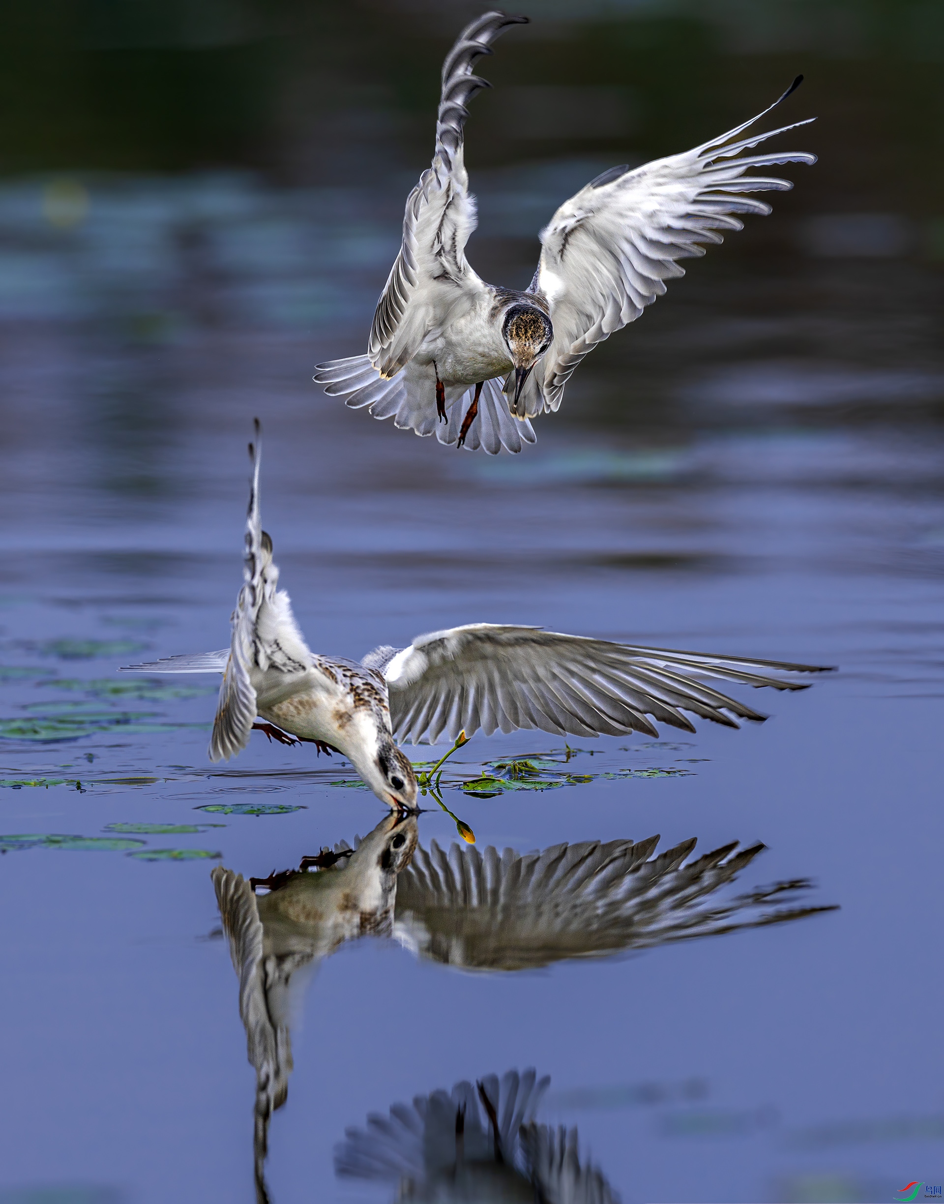 ����0C4A0161.jpg