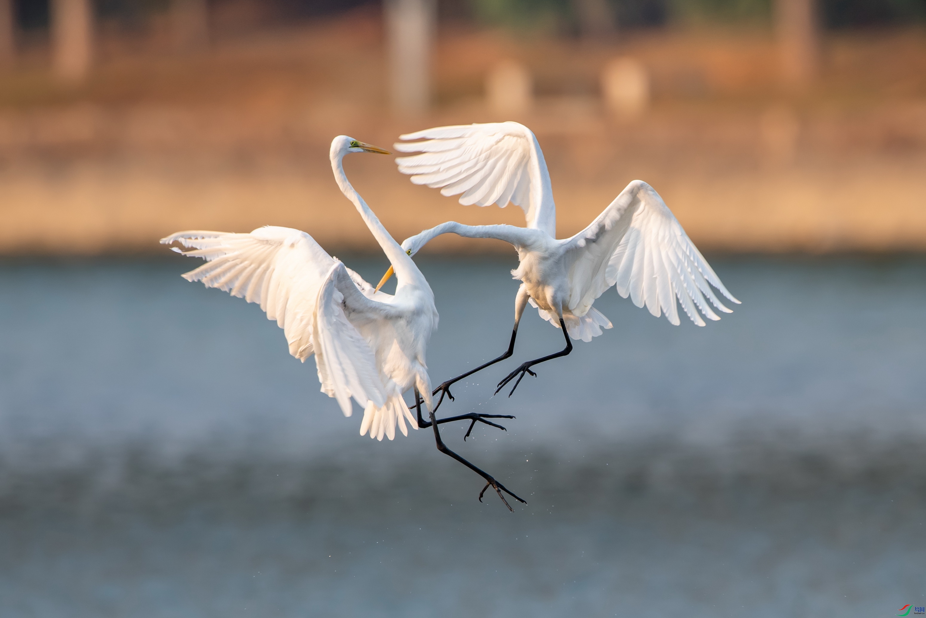 DSC_3124-1.jpg