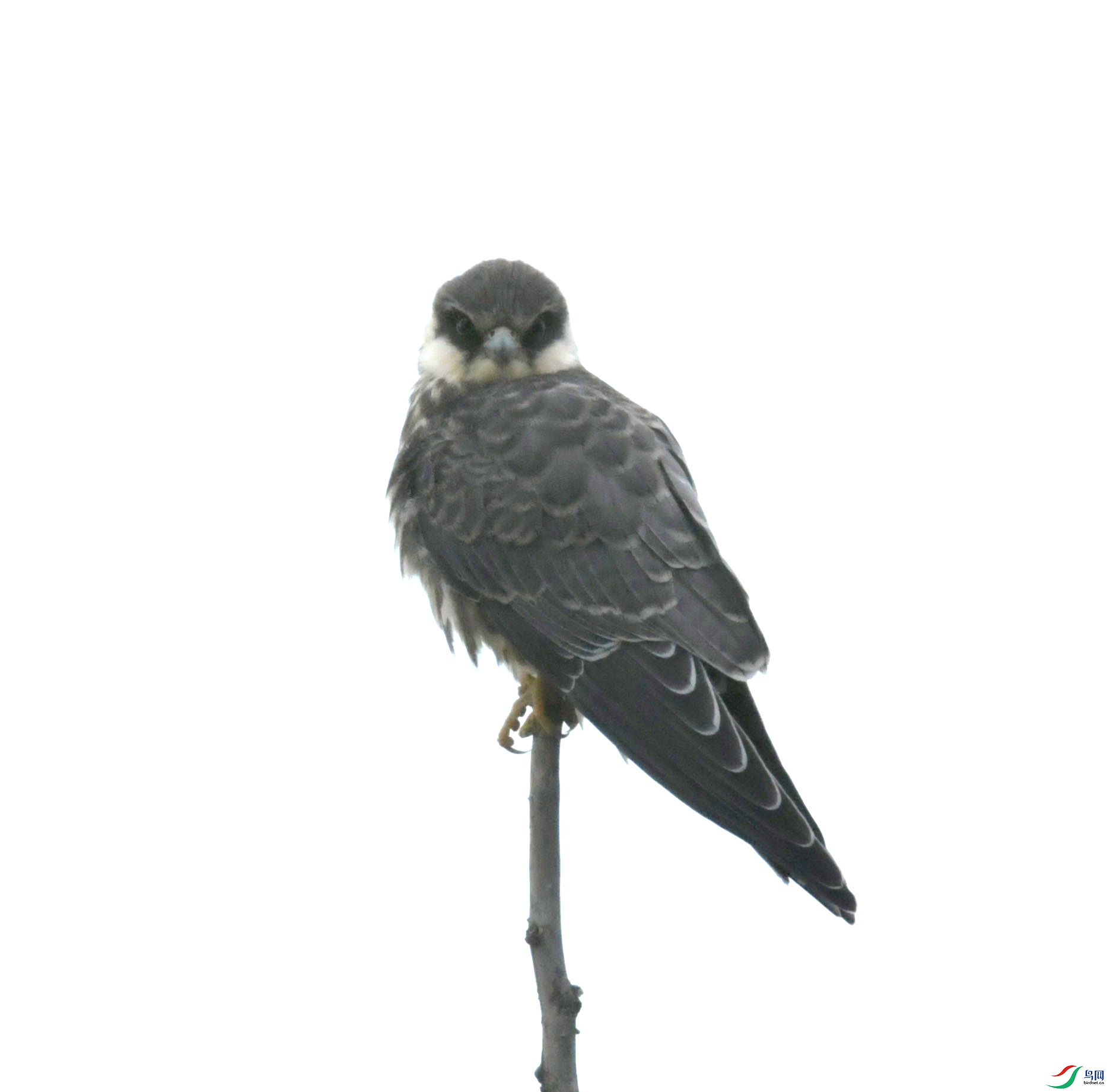 DSC_0040.JPG