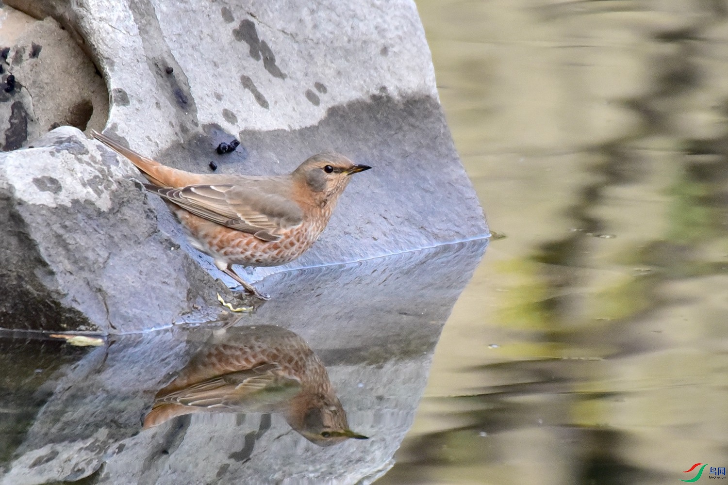 DSC_6916.JPG