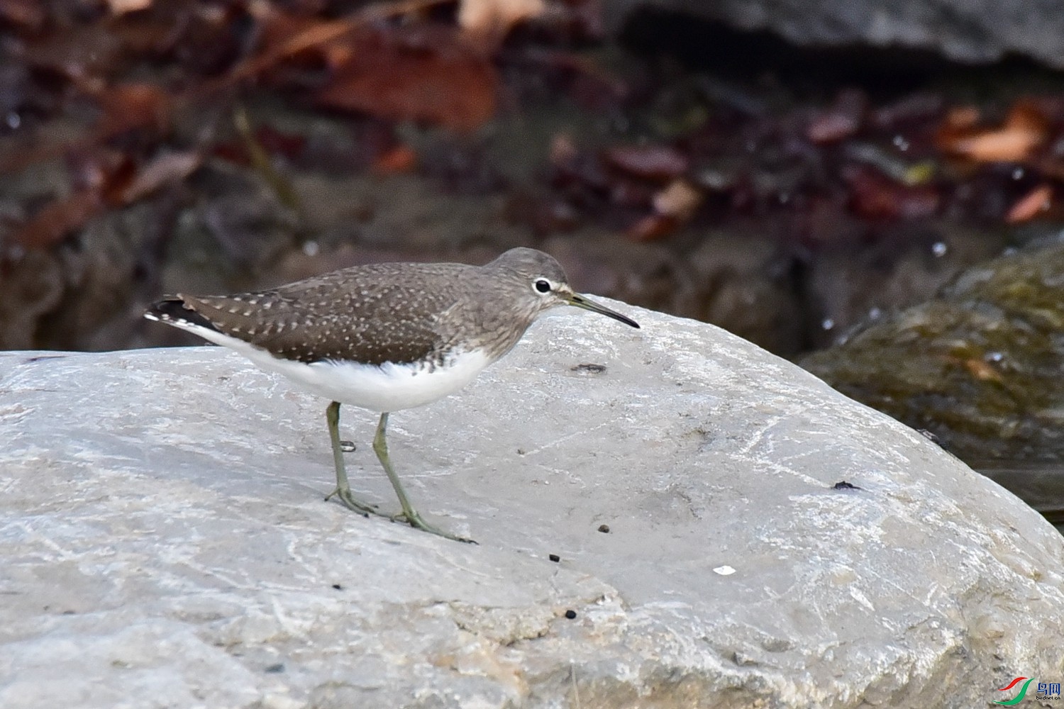 DSC_9649.JPG