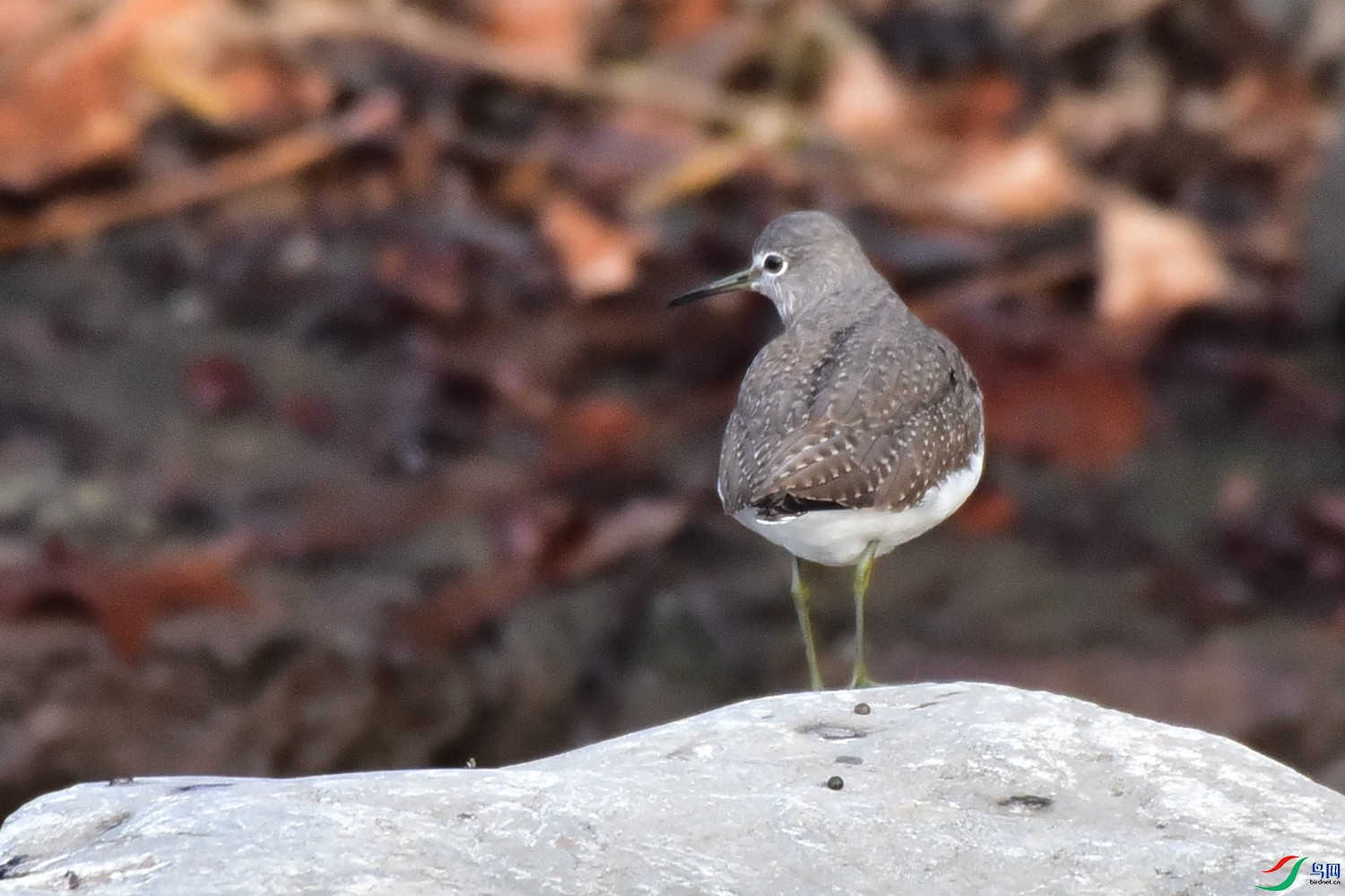 DSC_9656.JPG