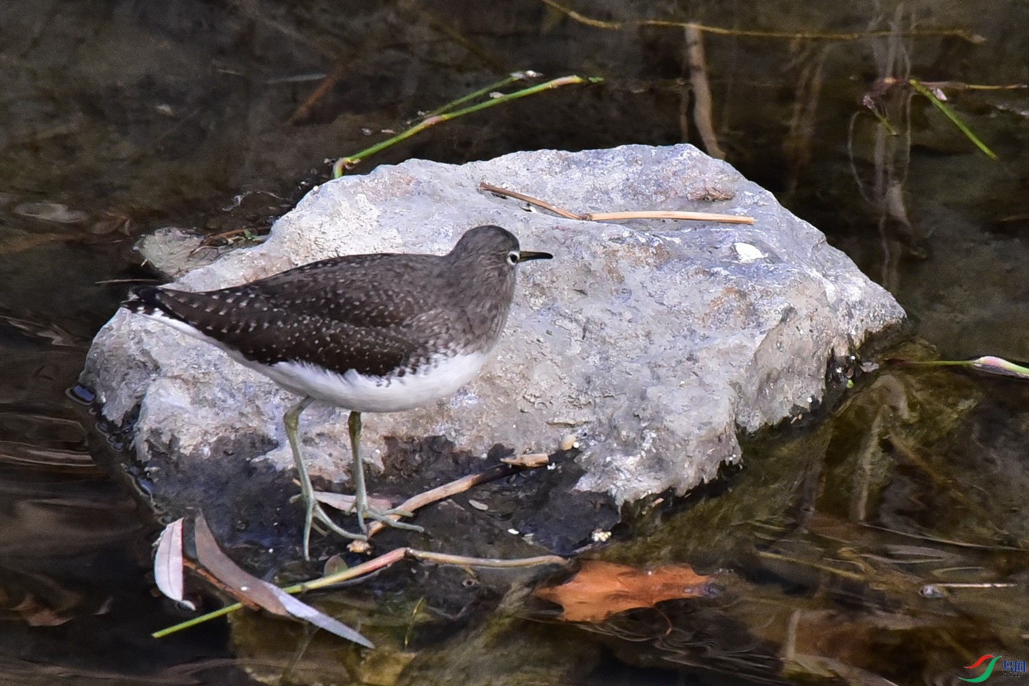 DSC_9677.JPG