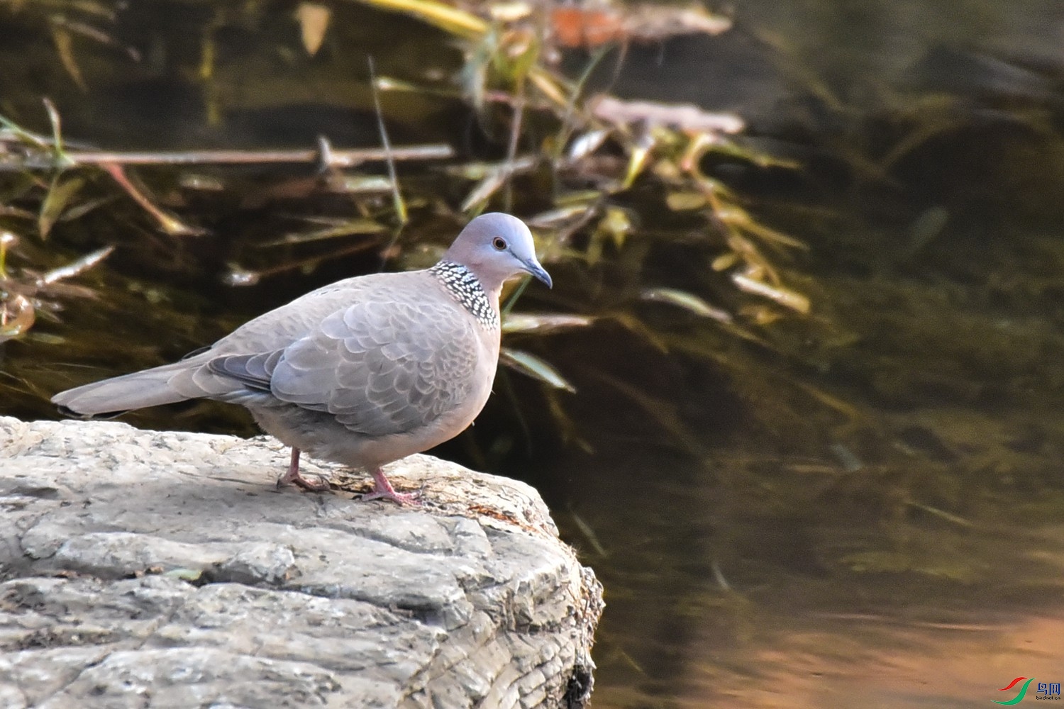 DSC_9699.JPG