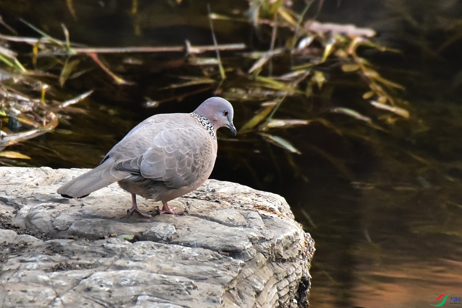 DSC_9696.JPG