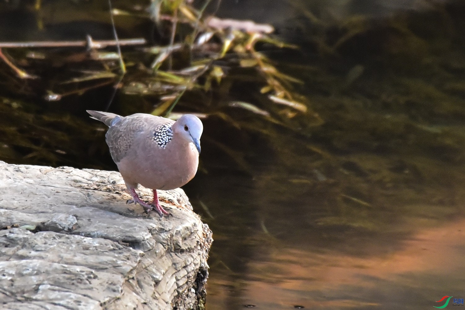 DSC_9702.JPG
