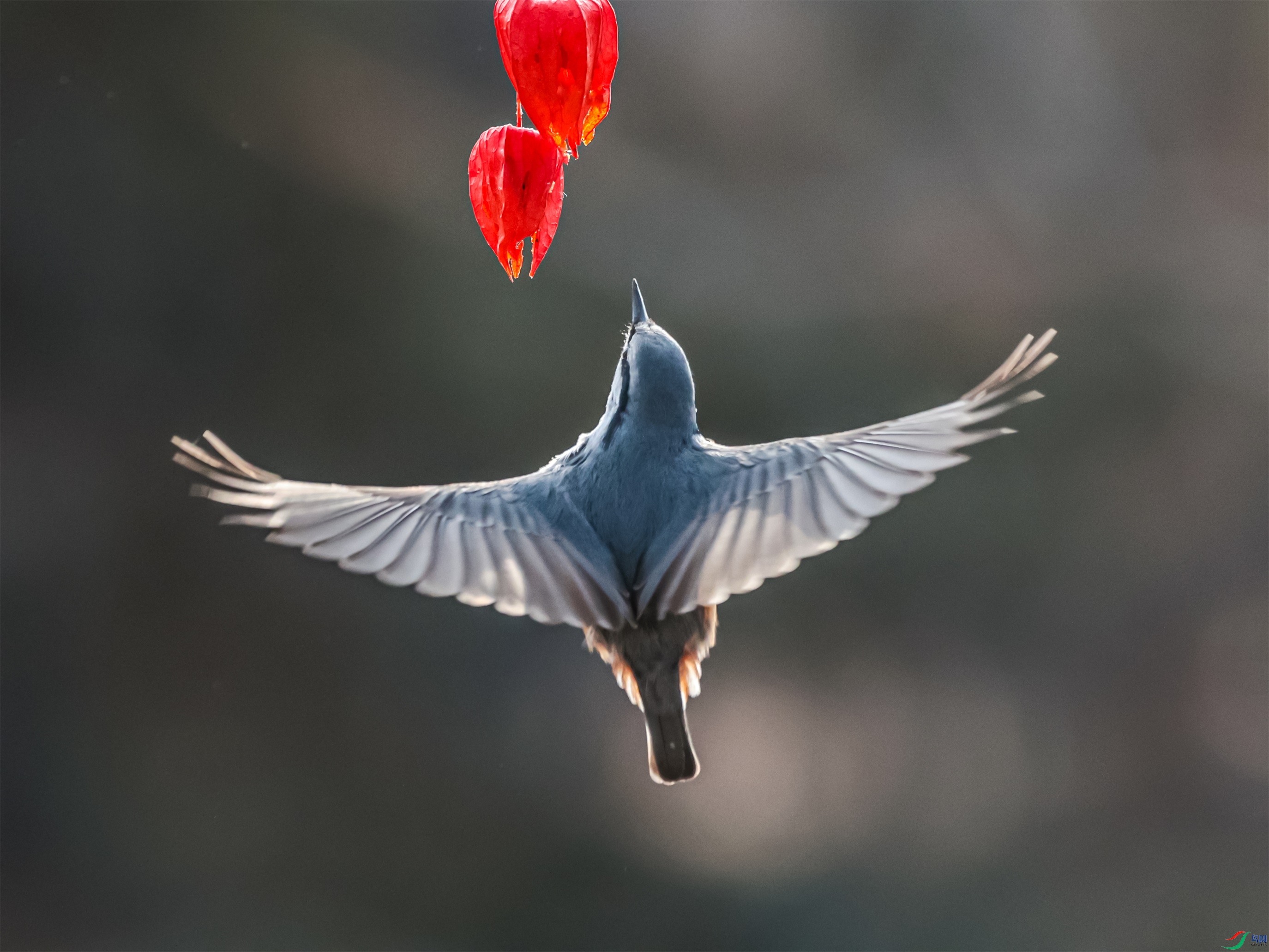 1K3A4179 ����1.jpg