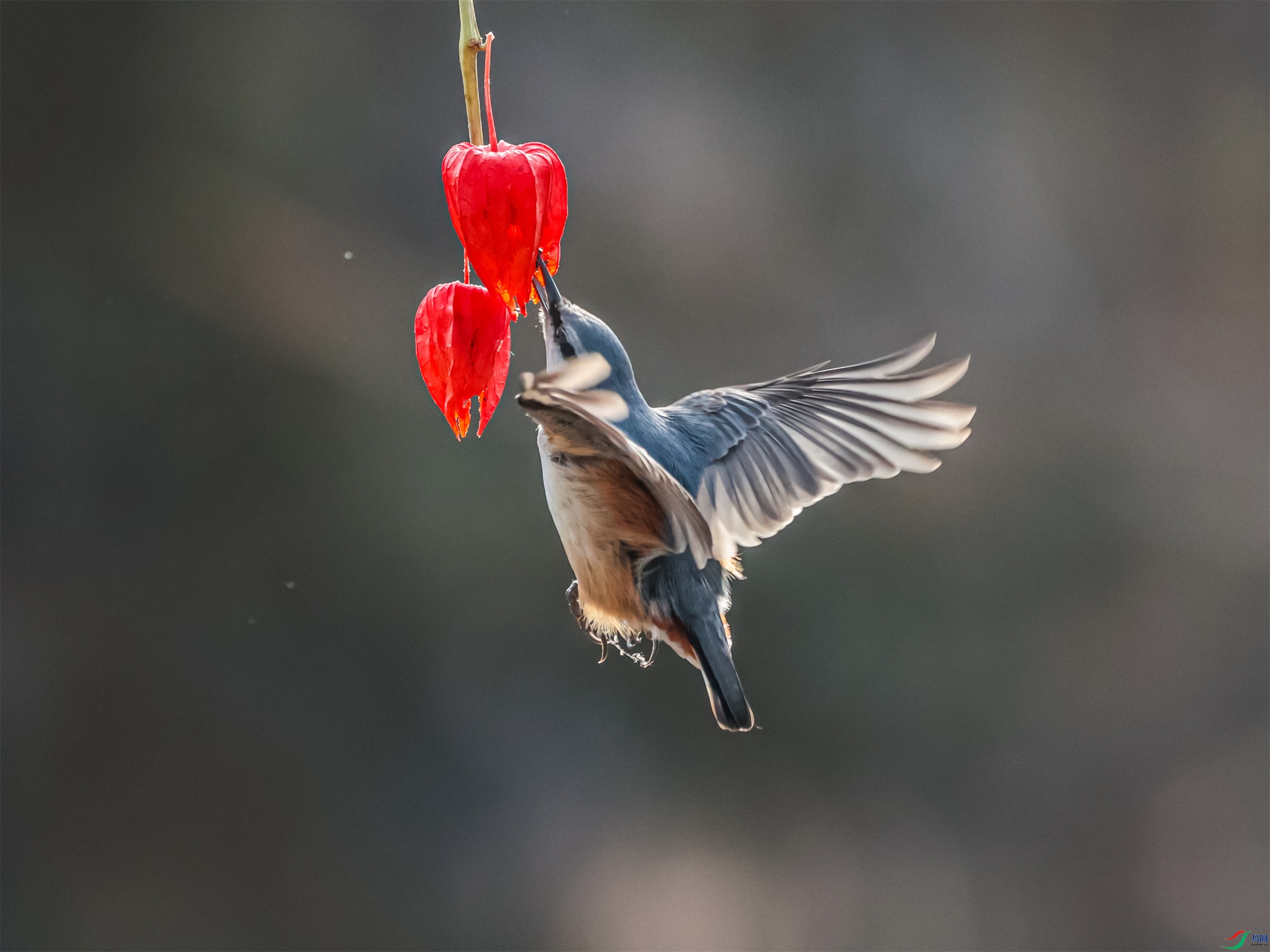 1K3A4181 ����1.jpg