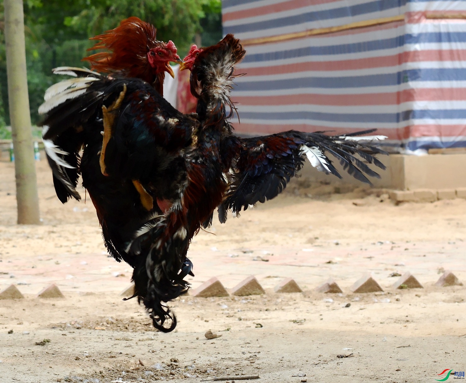 DSC_8859_conew1.jpg