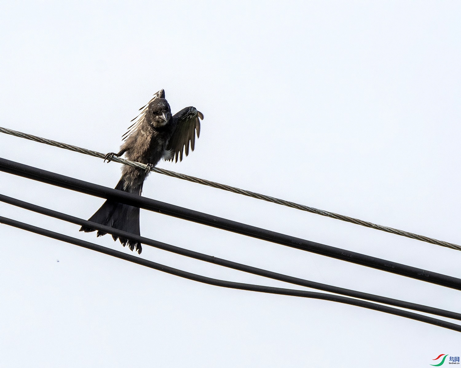 DSC_2129---_conew1.jpg