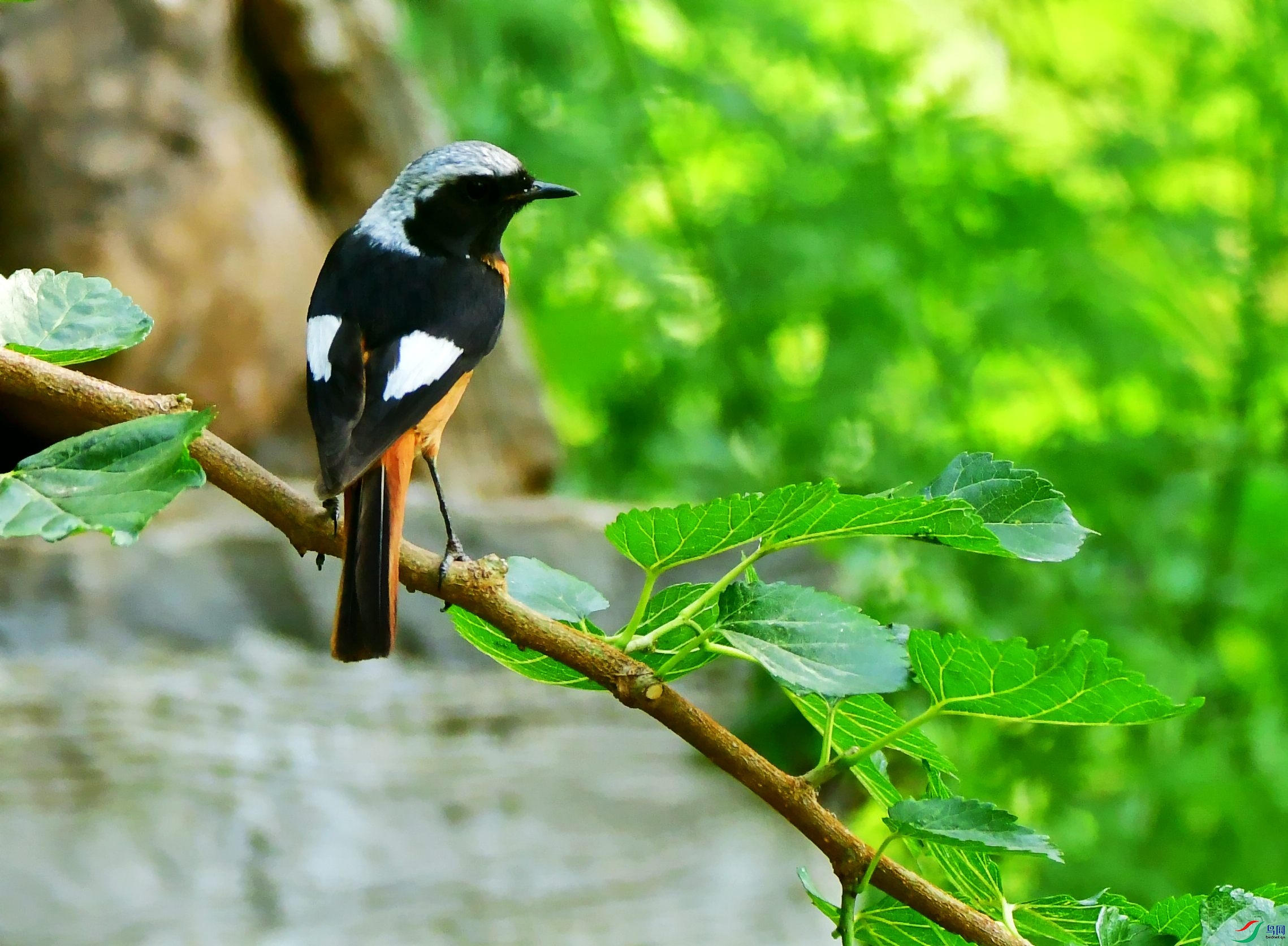 DSC_4933_conew1.jpg
