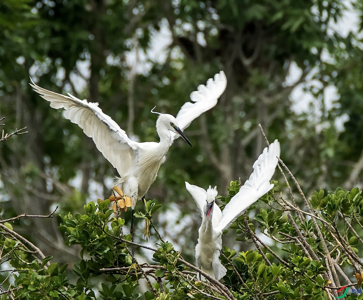 DSC_6043---_conew1.jpg