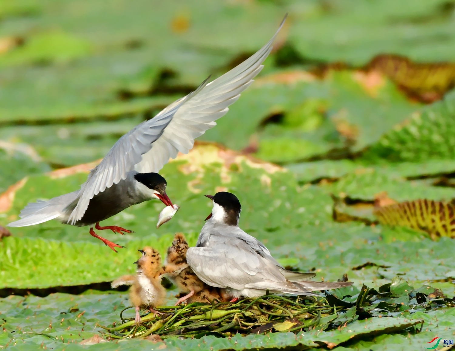DSC_7635_conew1.jpg