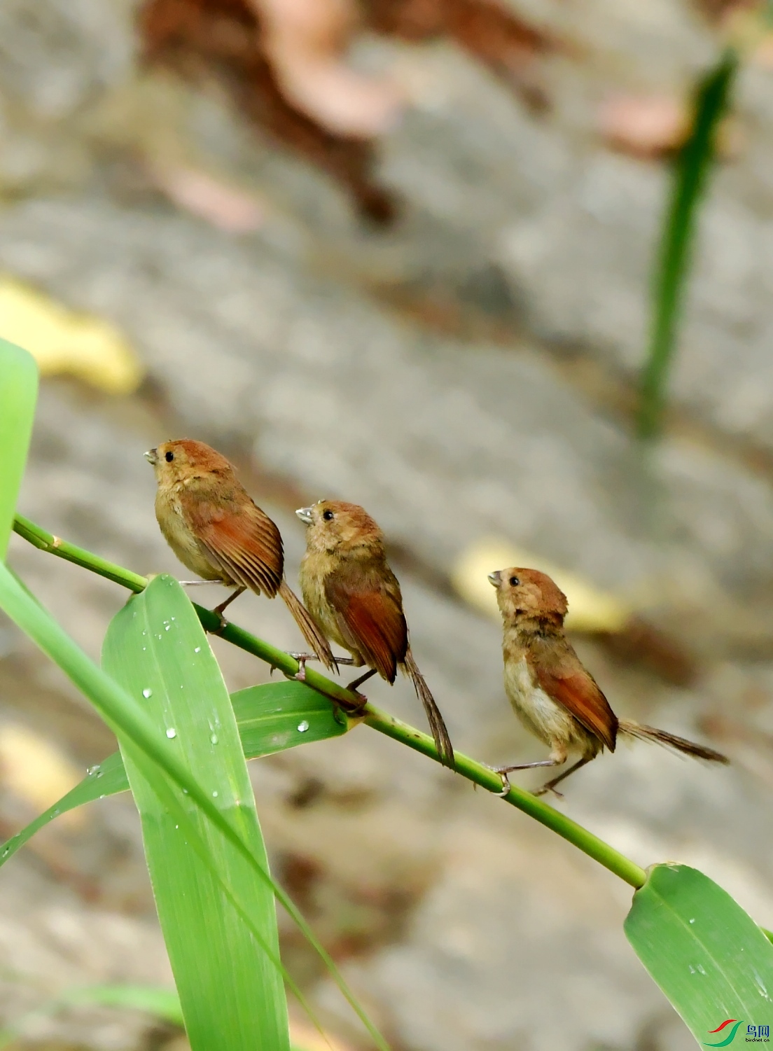 DSC_9683_conew1.jpg