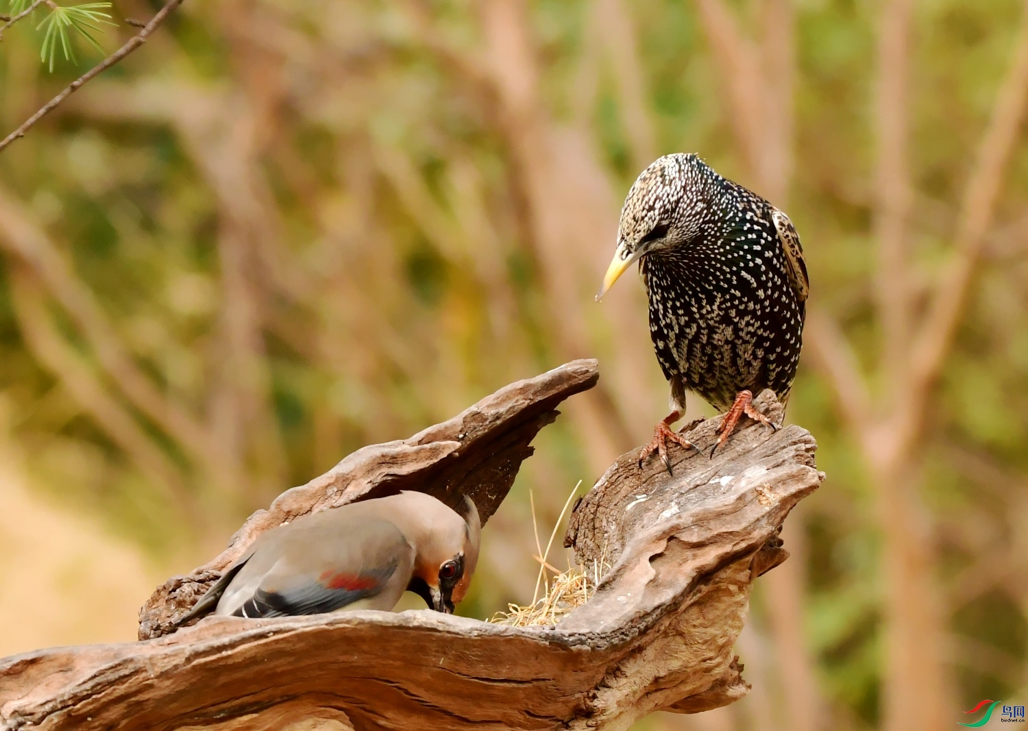 DSC_0664_conew1.jpg