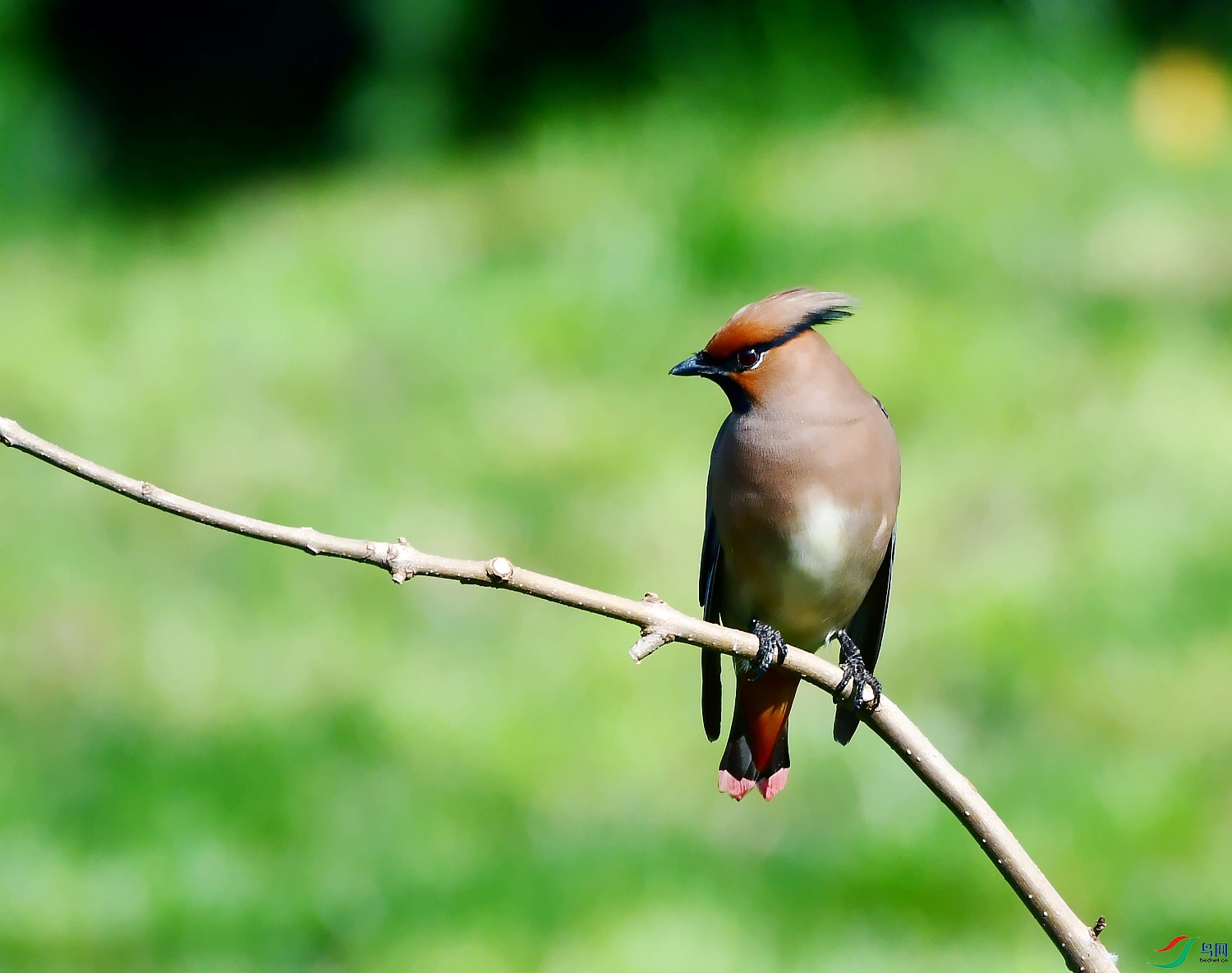 DSC_4004---_conew1.jpg